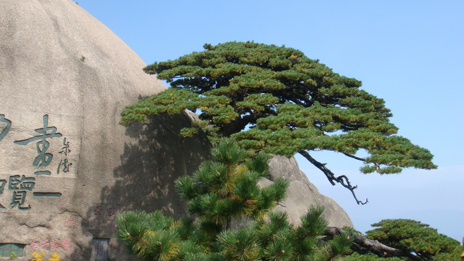 风景 黄山风景 松树 宽屏