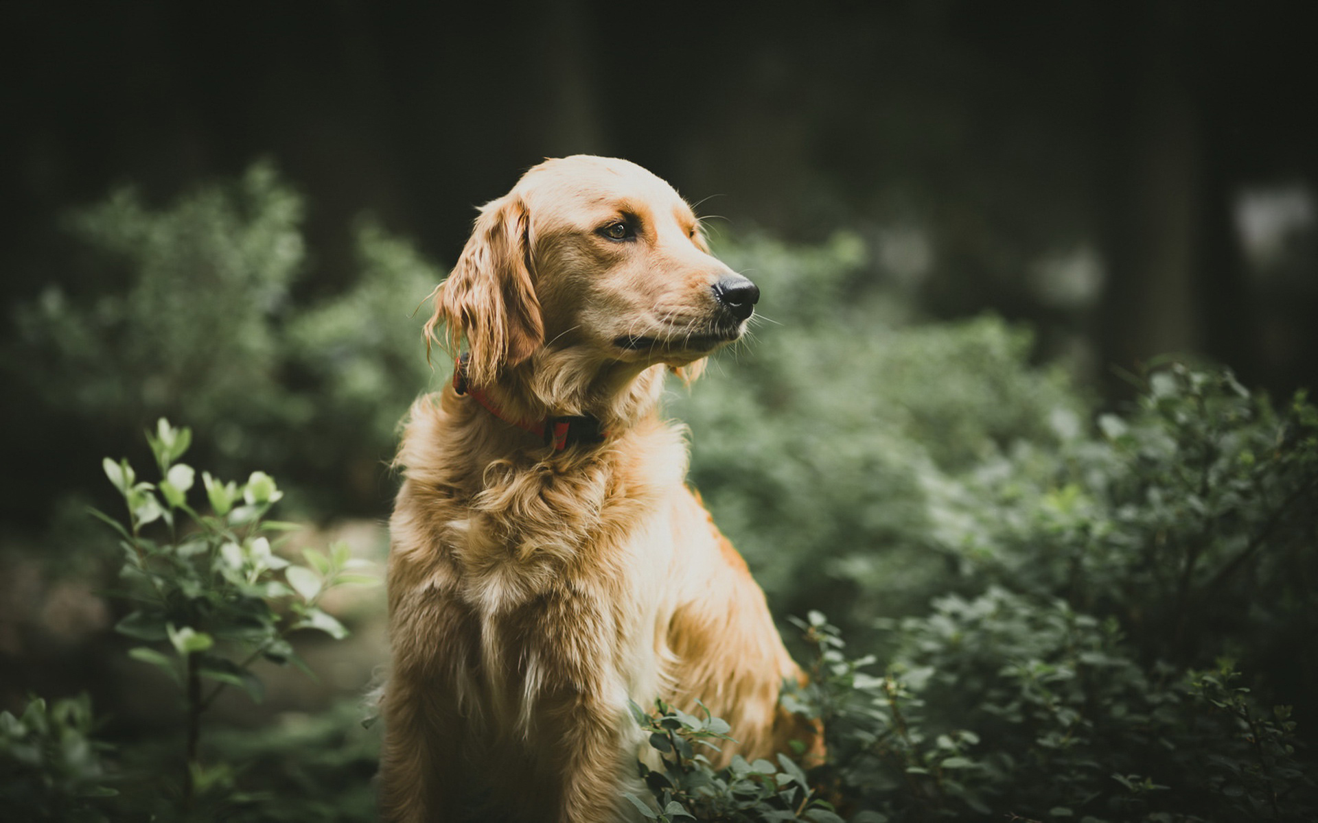 萌宠 动物 汪星人 狗 金毛
