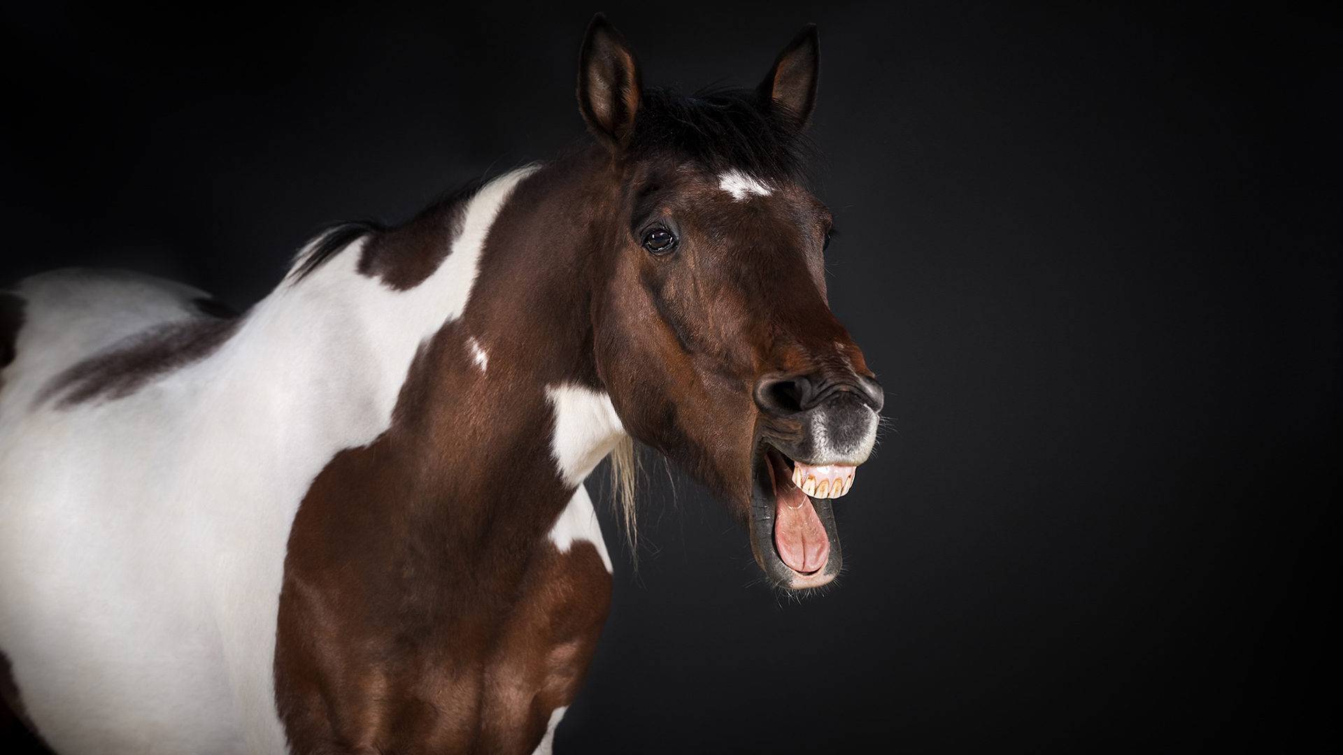 古灵精怪 马 唱歌