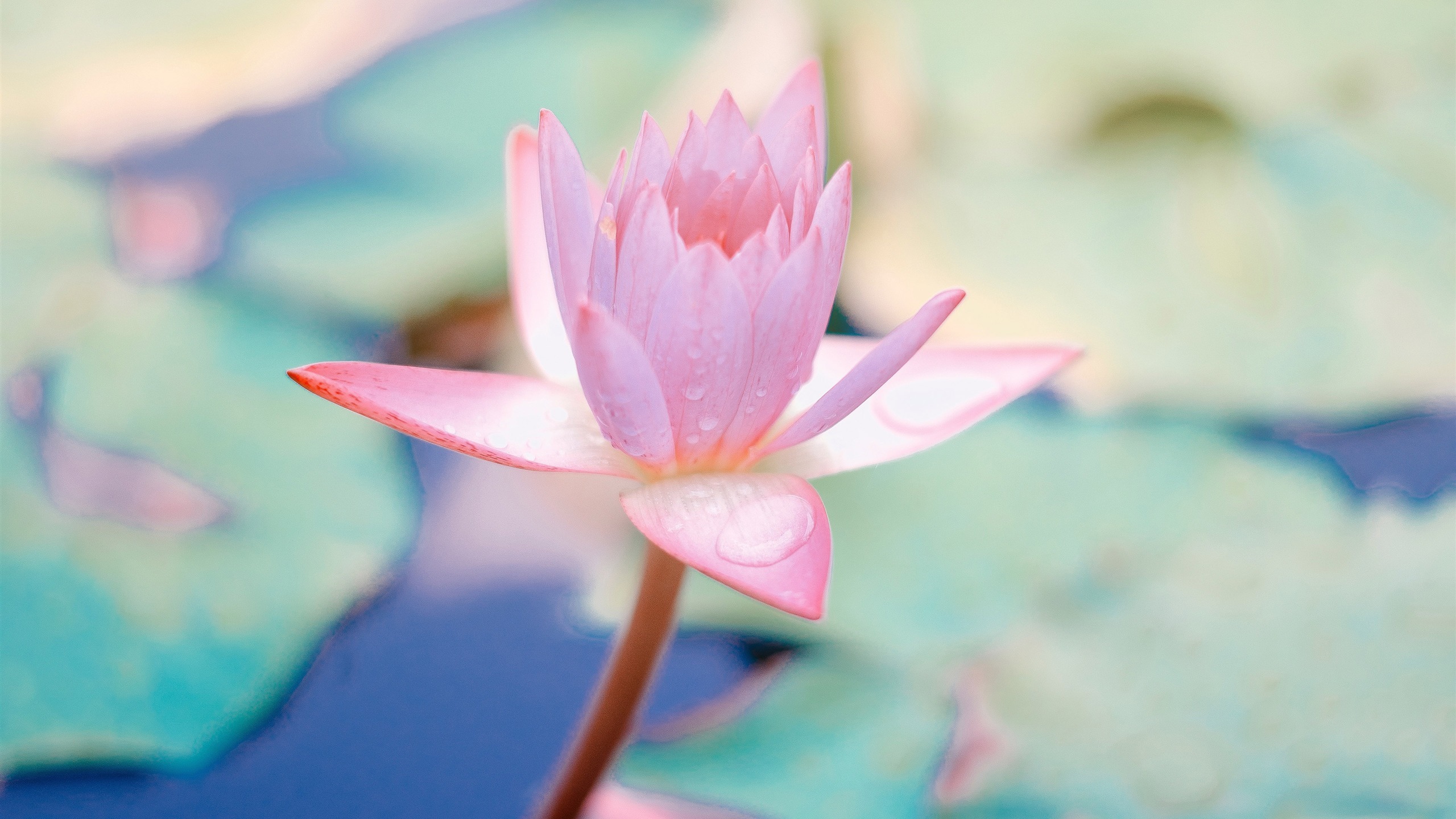 小清新 清新淡雅 荷花