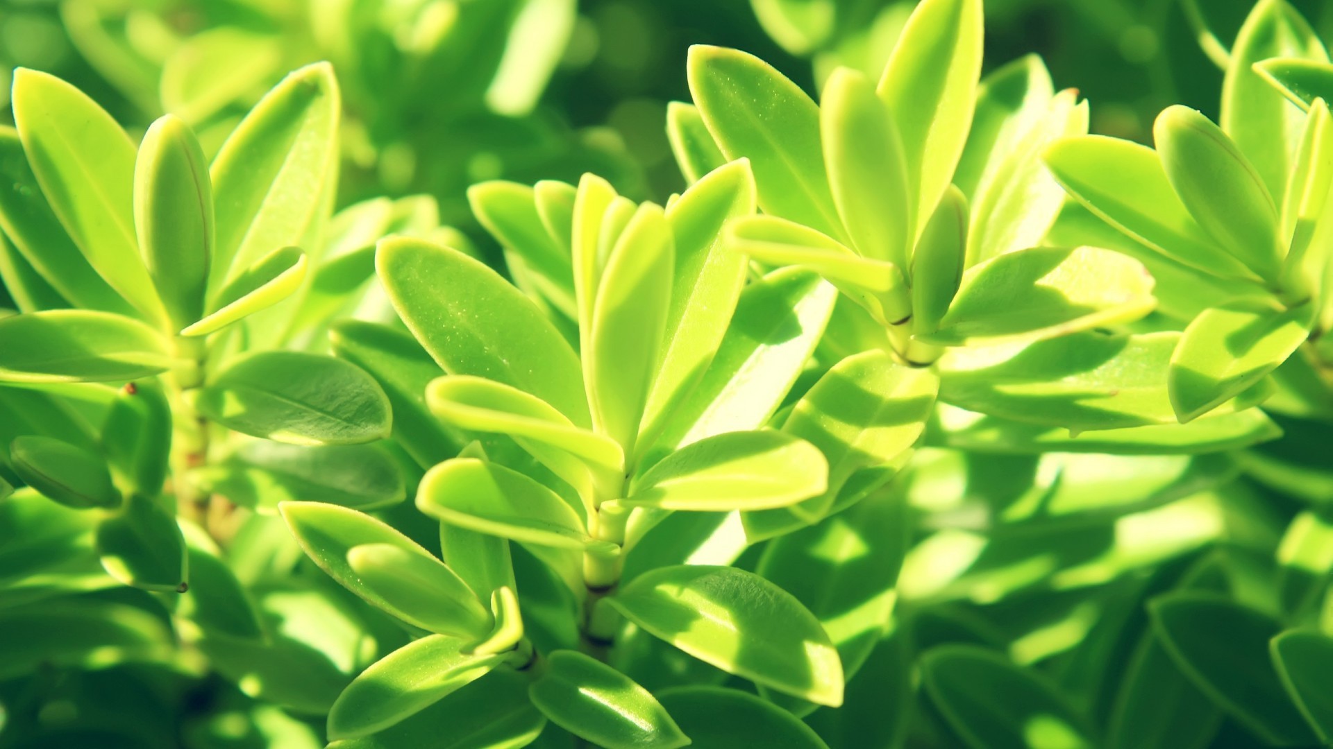 小清新 护眼壁纸