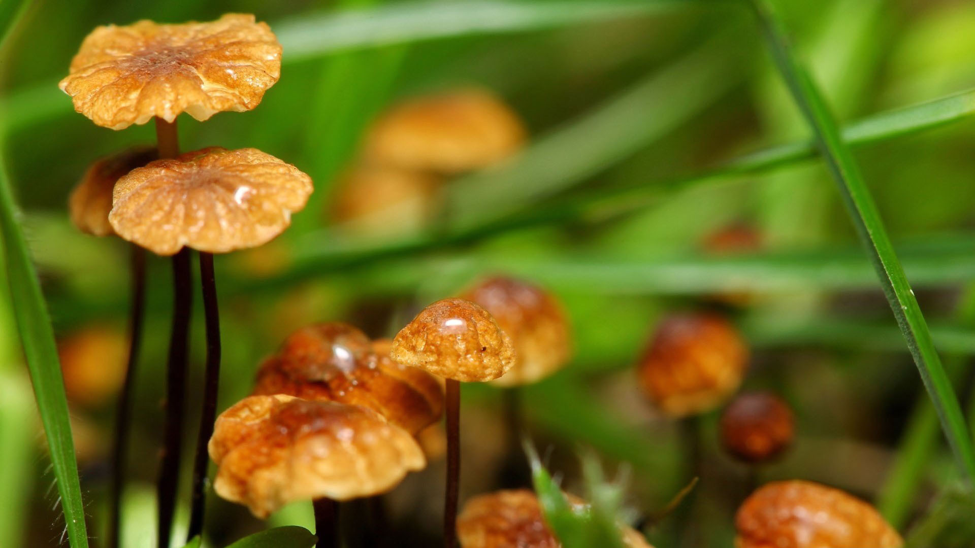 小清新 蘑菇 可爱 宽屏