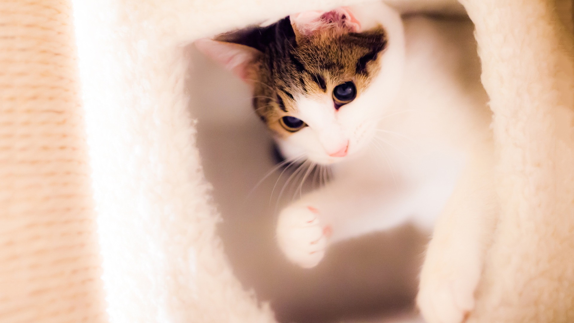 萌宠 喵星人 猫咪