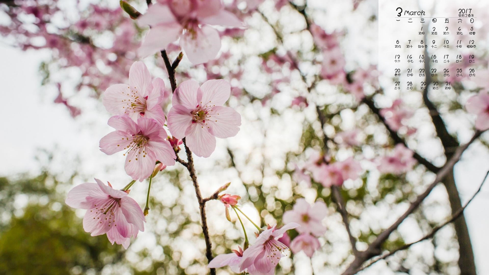 2017年3月 桃花 小清新