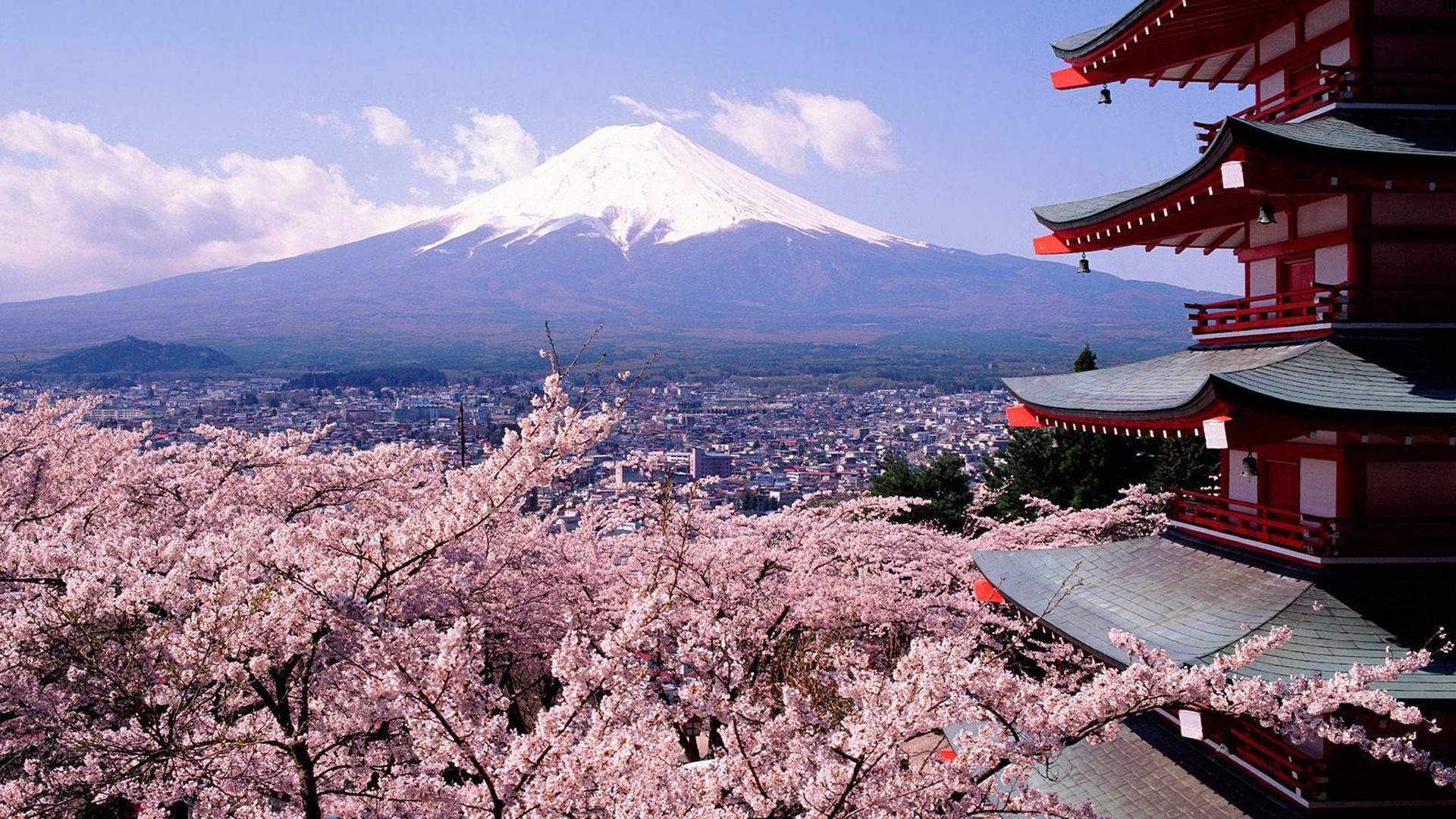 春意盎然 樱花 富士山
