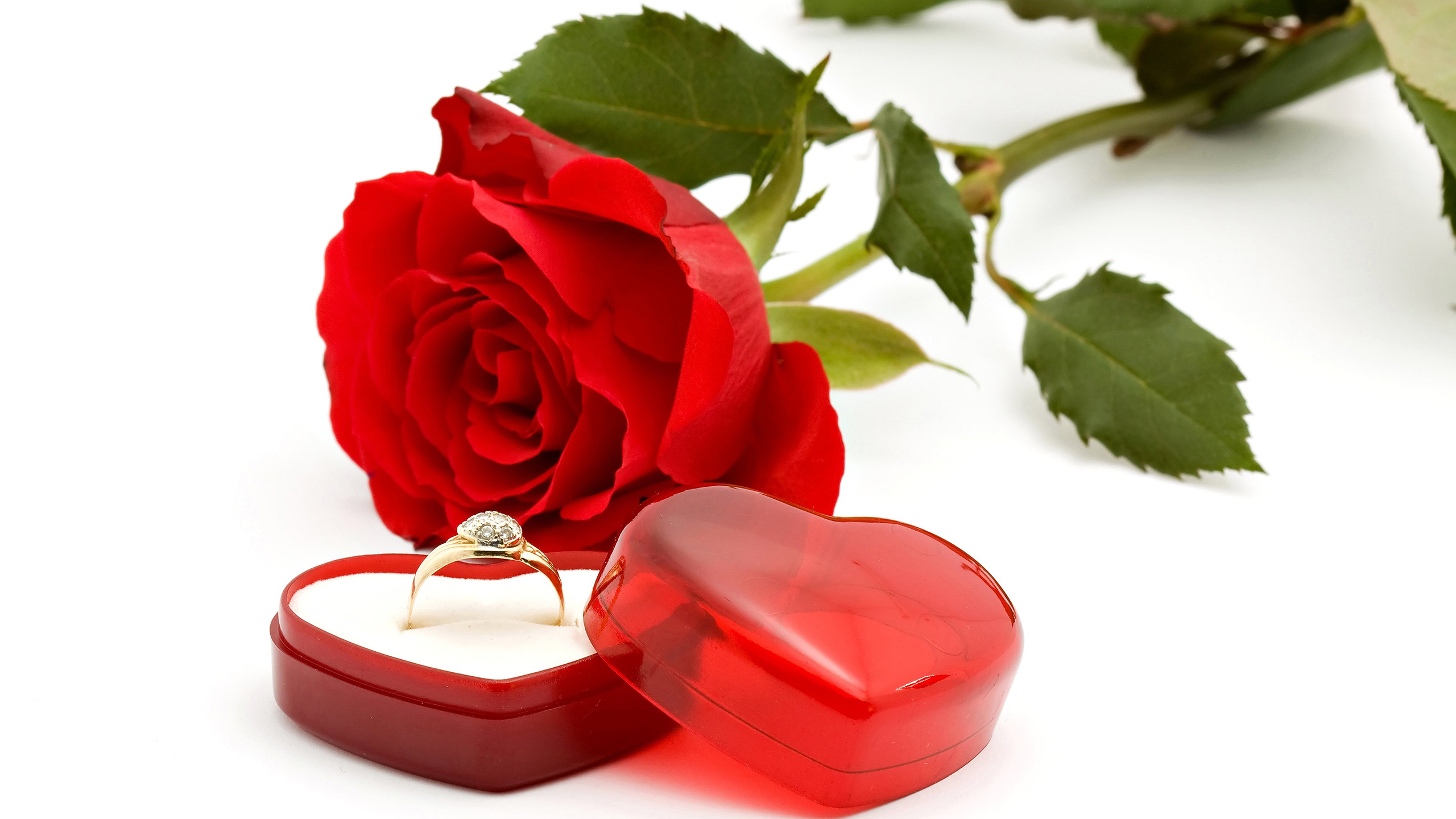 爱情 玫瑰 戒指