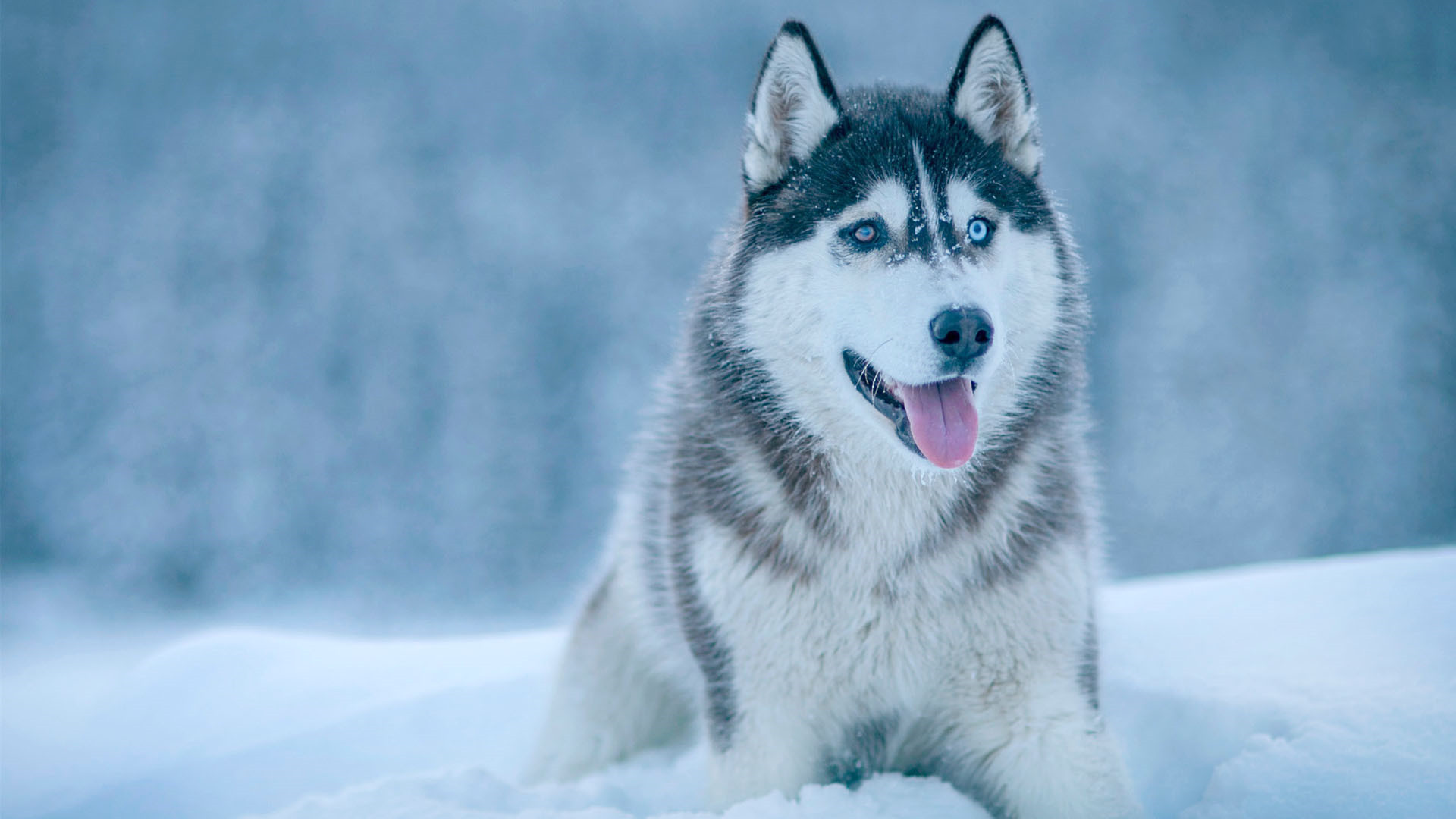 萌宠 动物 汪星人 哈士奇