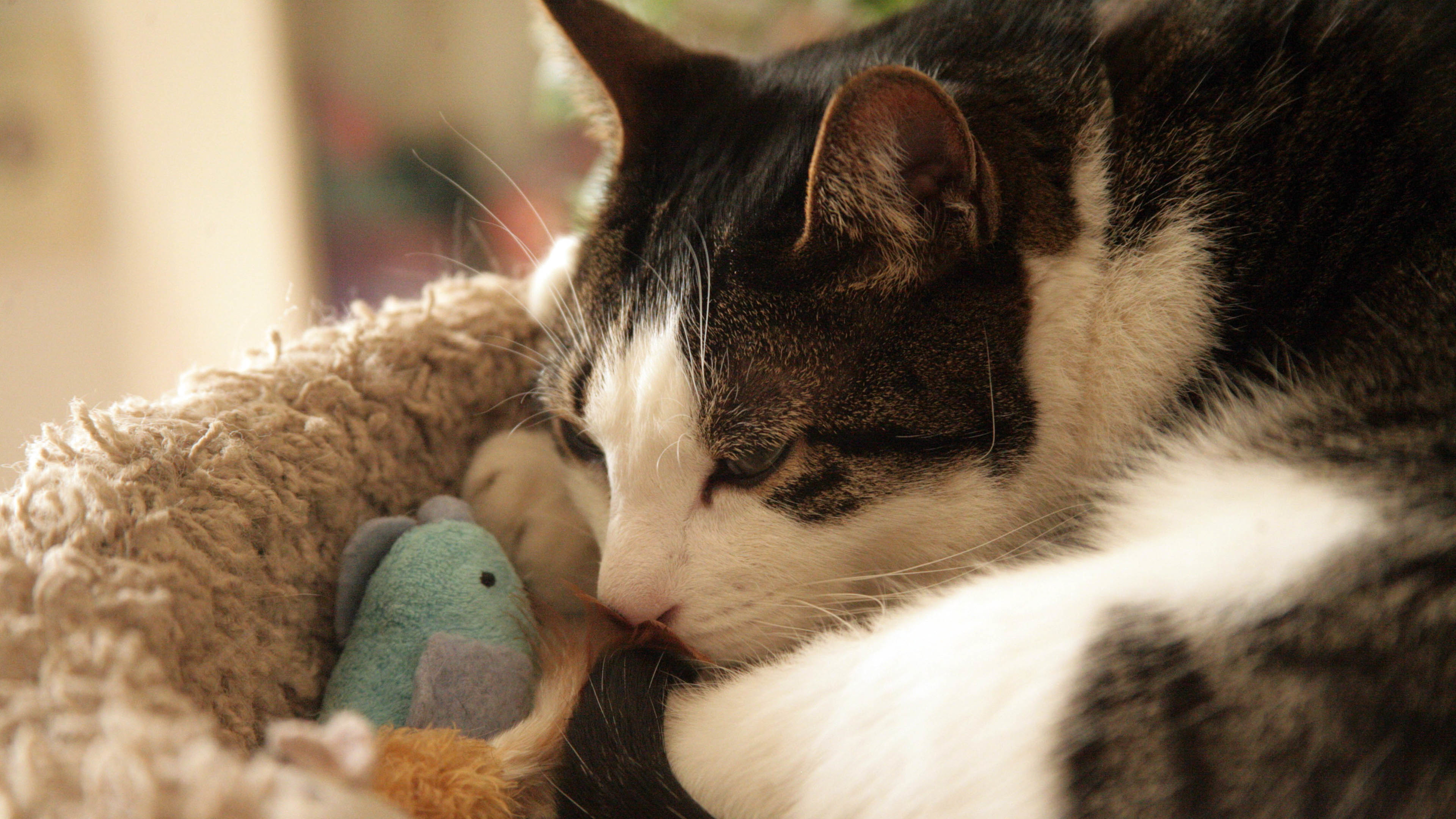 喵星人 猫 睡觉