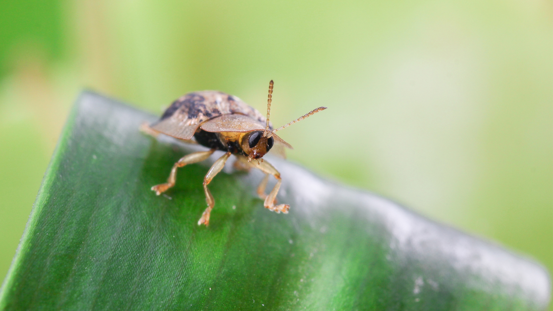 动物 昆虫 甲虫