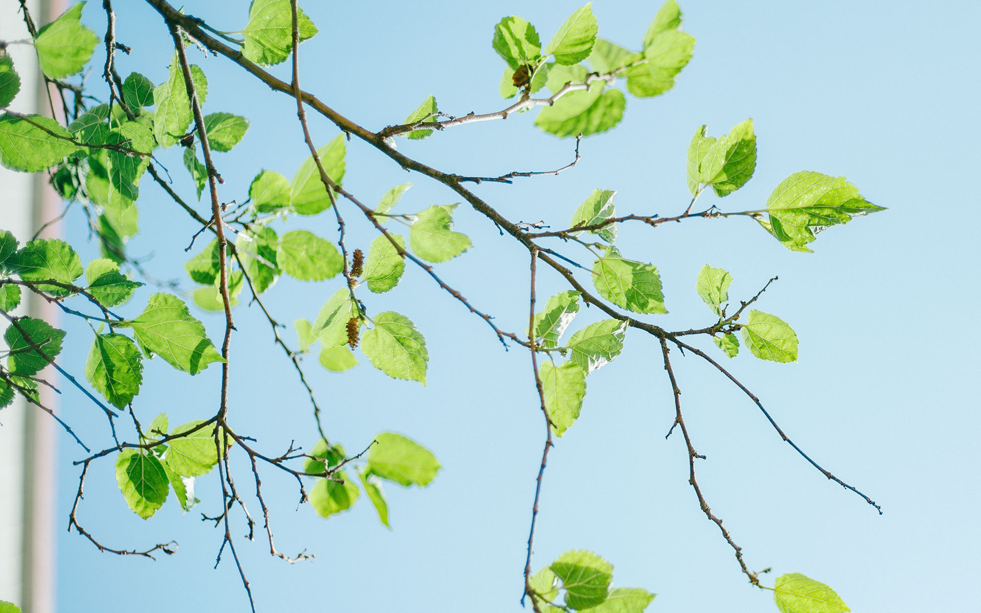 护眼壁纸  植物  绿色树叶