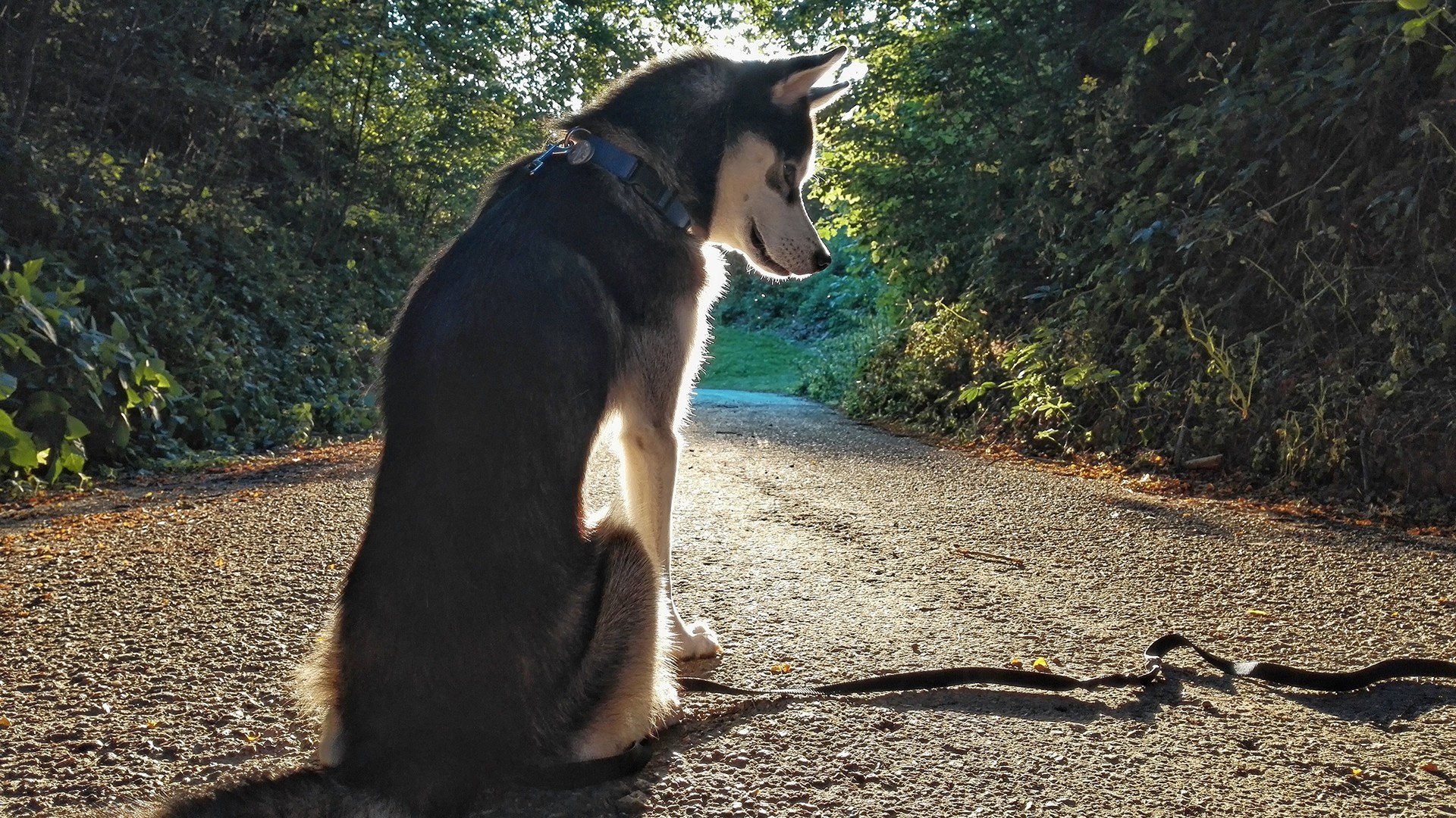 萌宠 动物 汪星人 狗 哈士奇