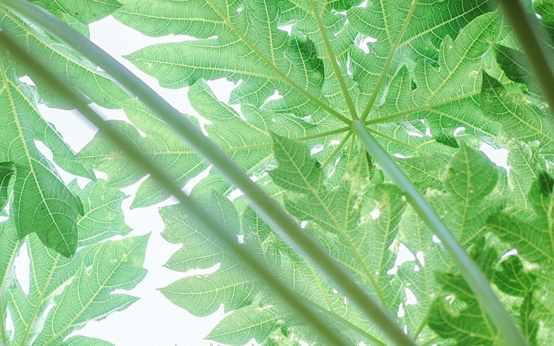 小清新 绿色 养眼