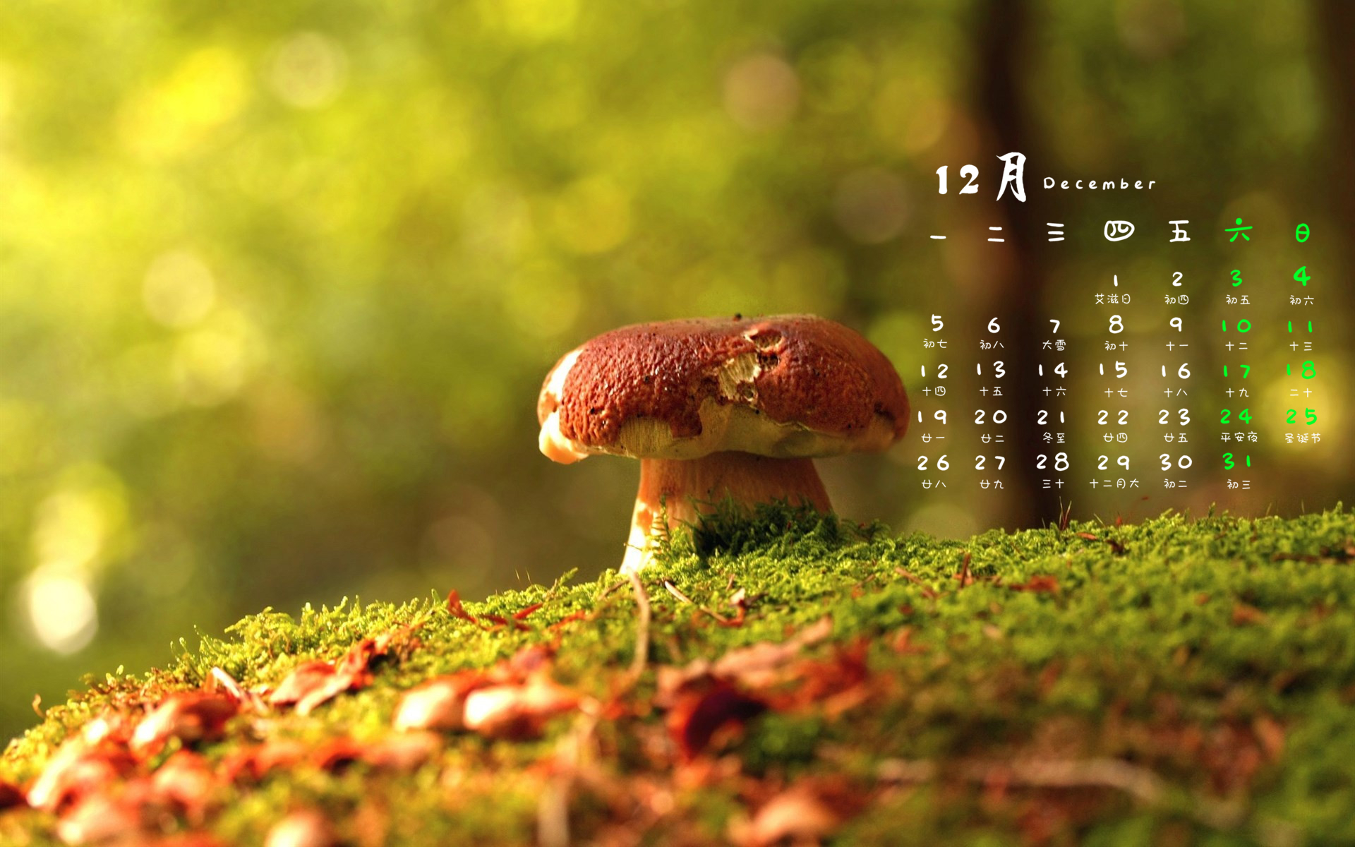 12月 植物 蘑菇