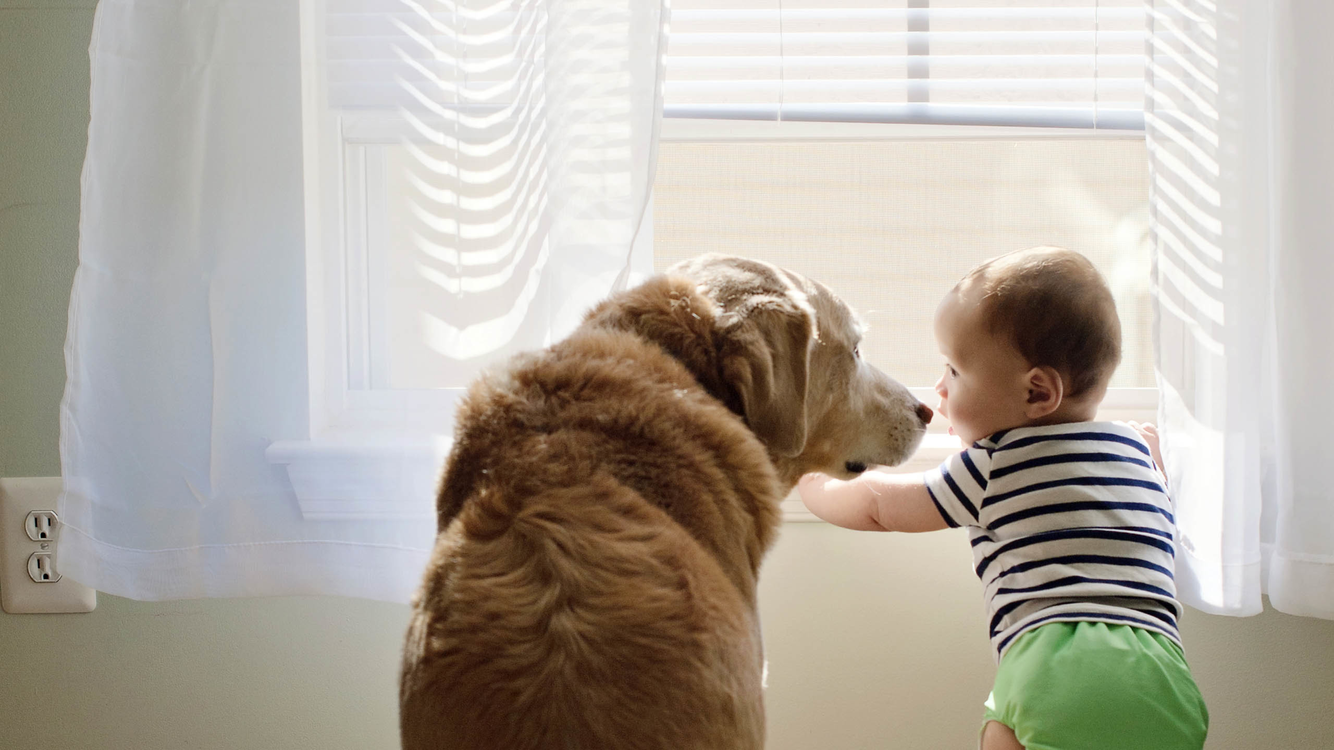 汪星人 狗 婴儿
