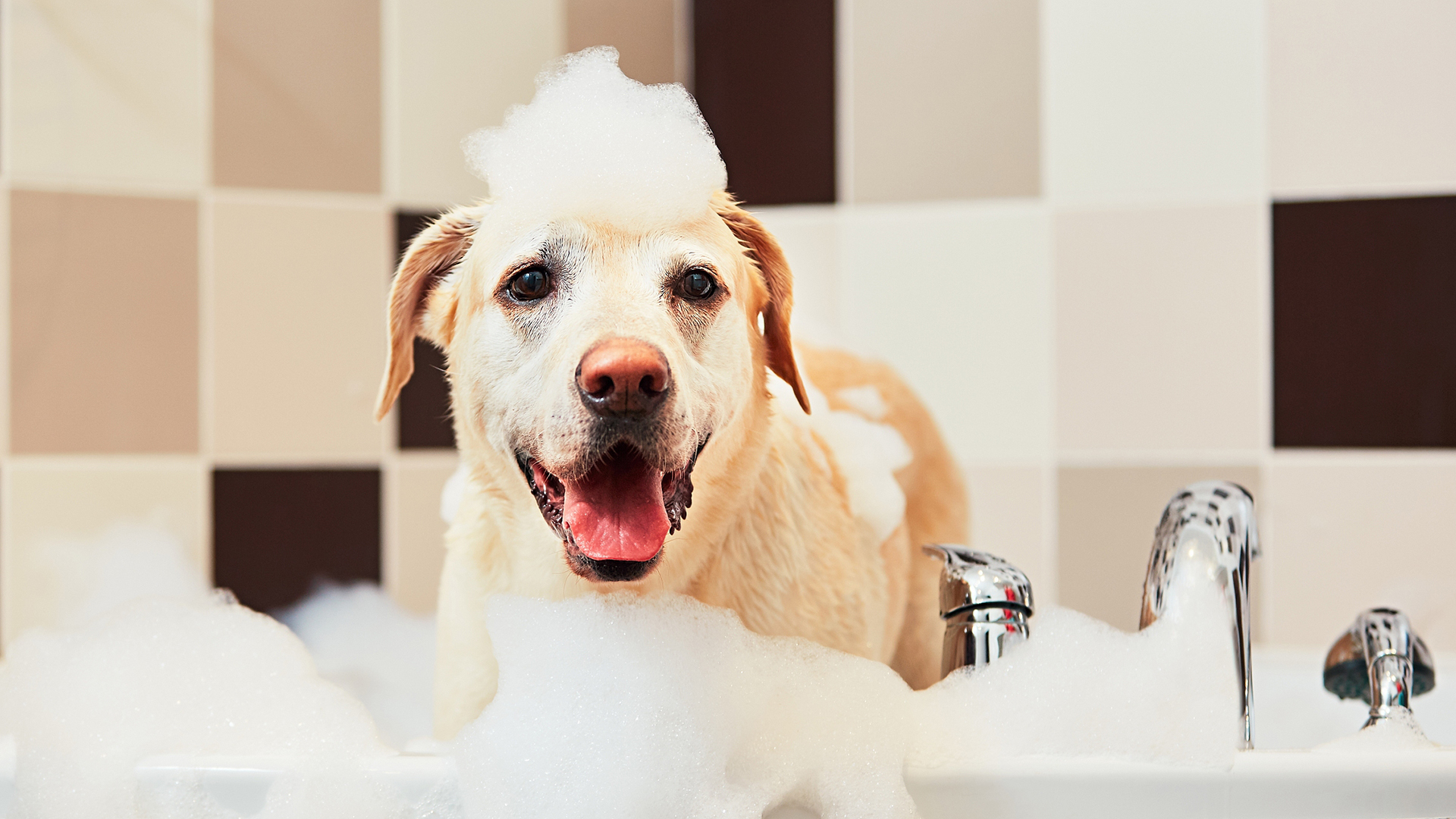 萌宠动物 汪星人