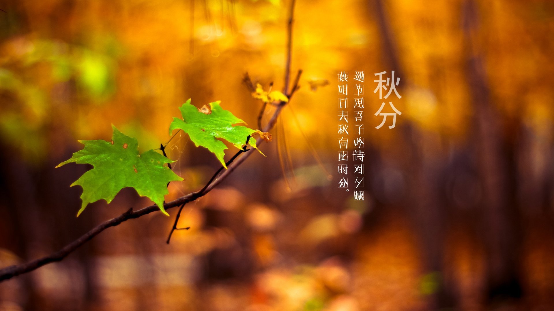 节日 秋分 秋天