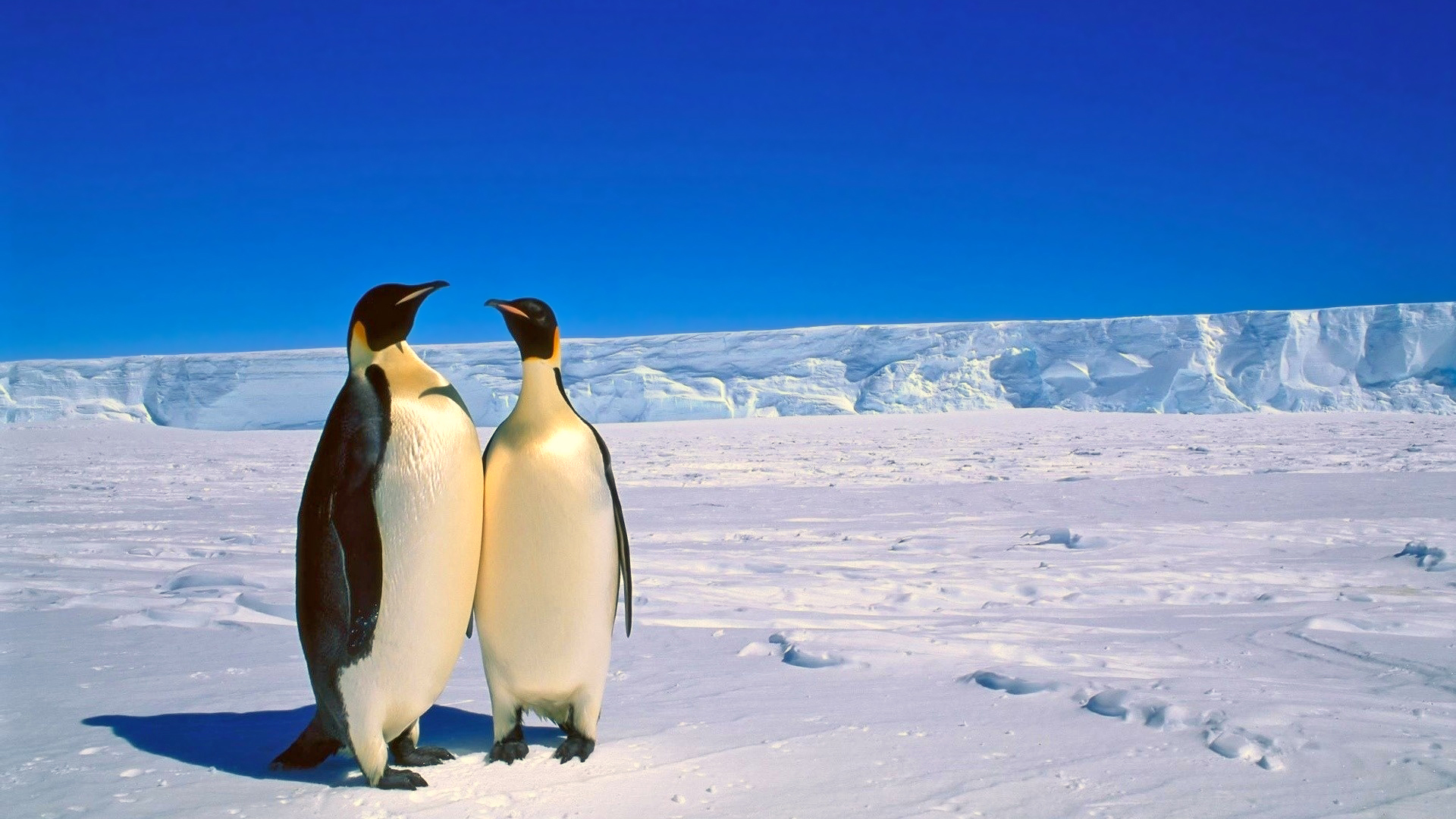 萌宠 极地动物 企鹅 可爱