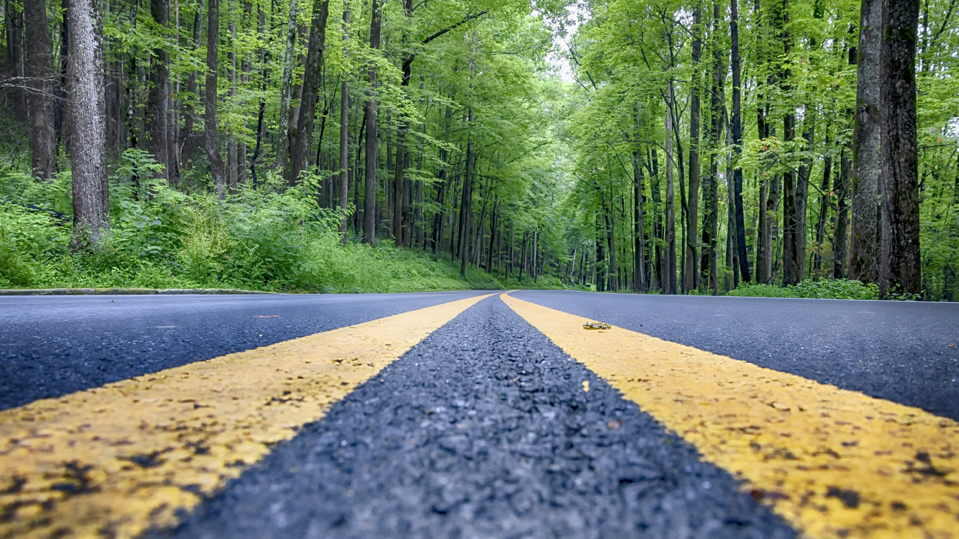 风景 自然风光 道路 公路 森林