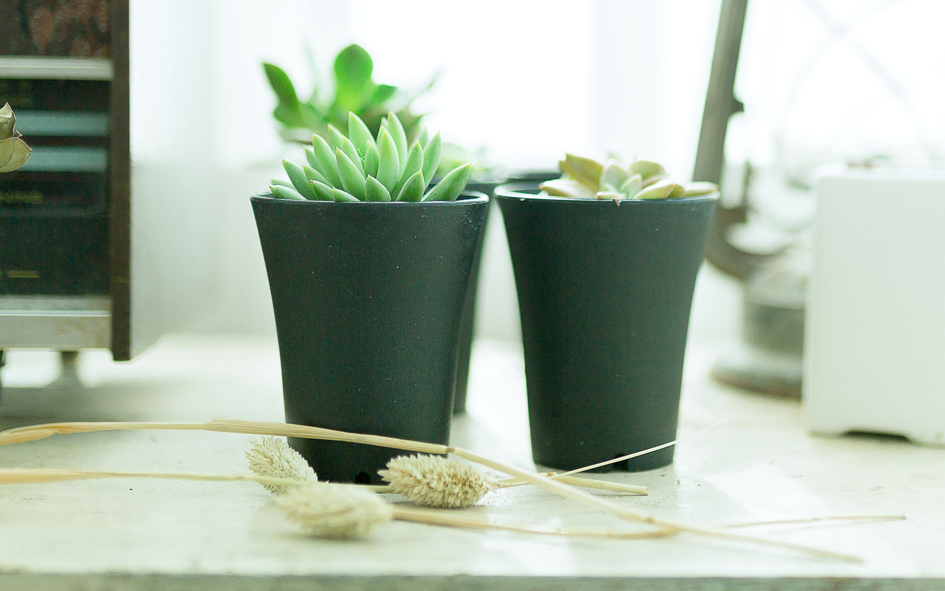 静物写真  简洁  盆栽  绿色  植物   养眼