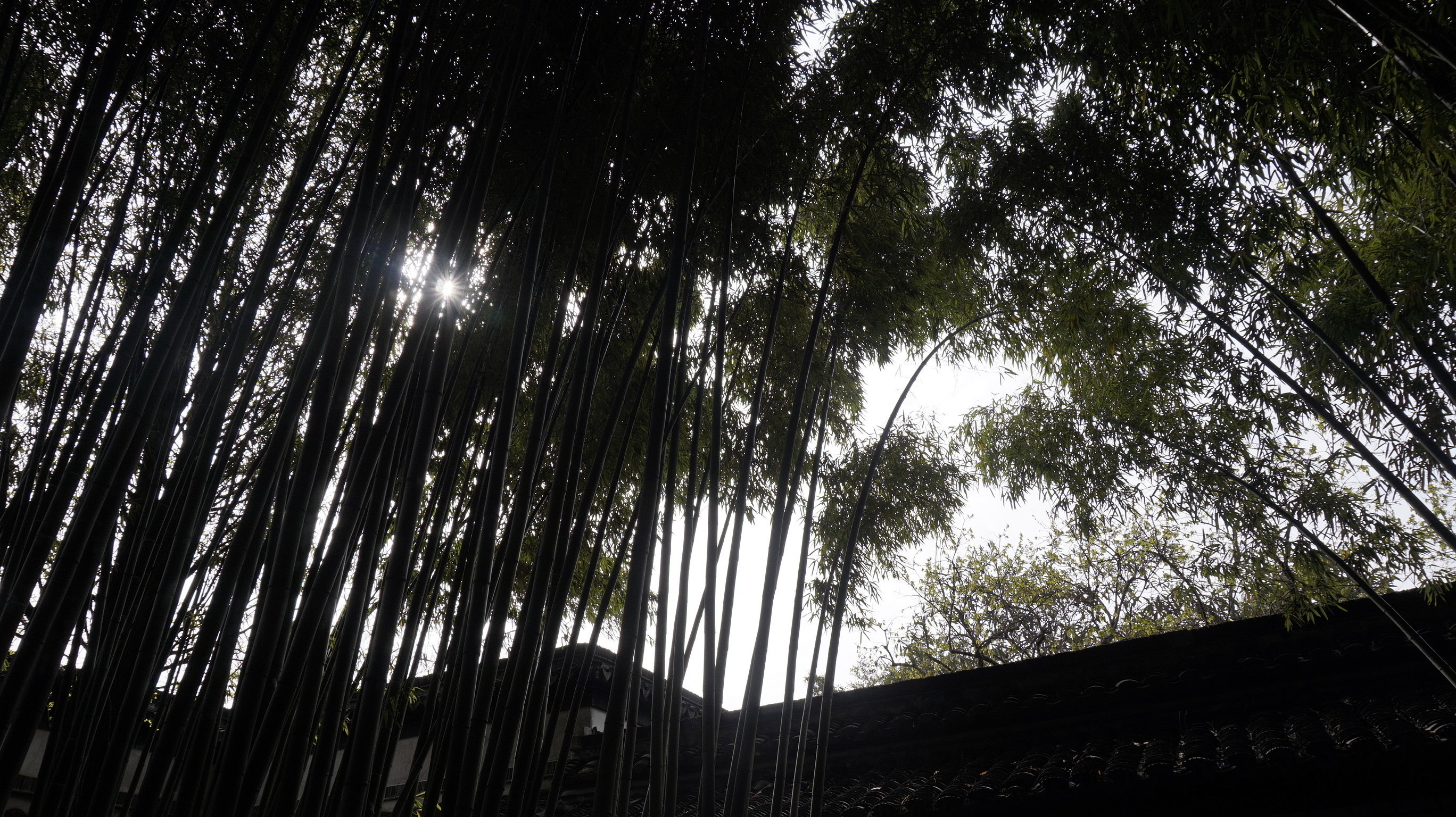 竹林 幽静 自然