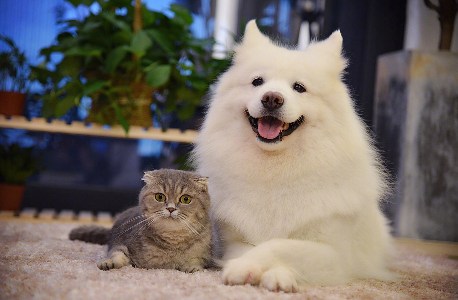 萌宠 动物 喵星人 汪星人 萨摩耶