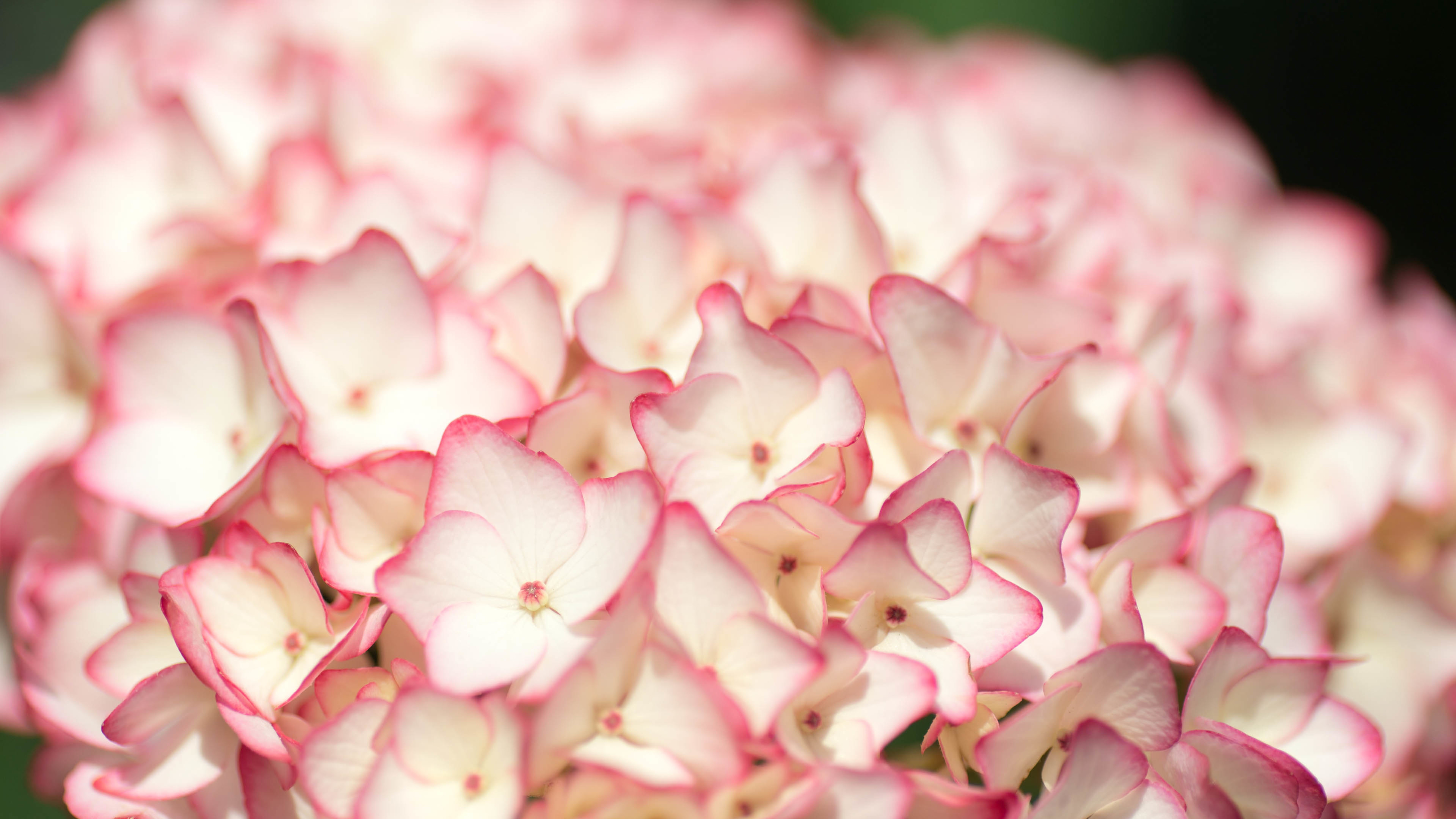 白色小花 花团锦簇