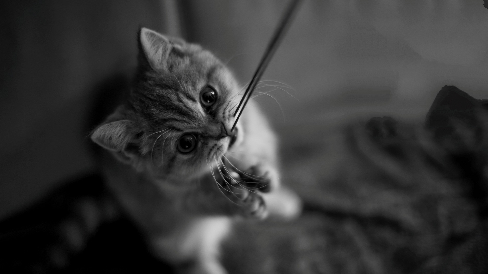 喵星人 猫 可爱