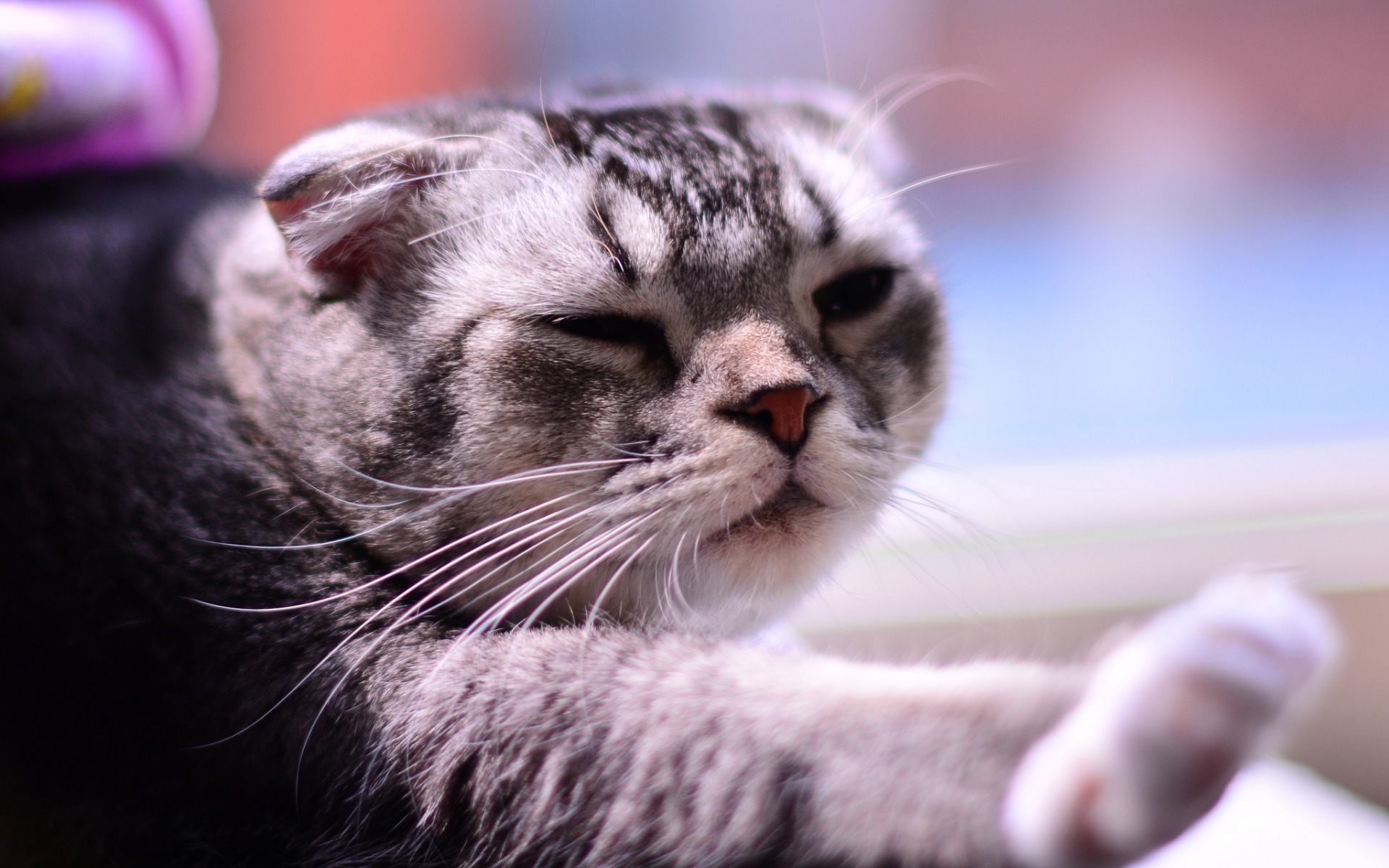 喵星人 猫 动物 萌宠