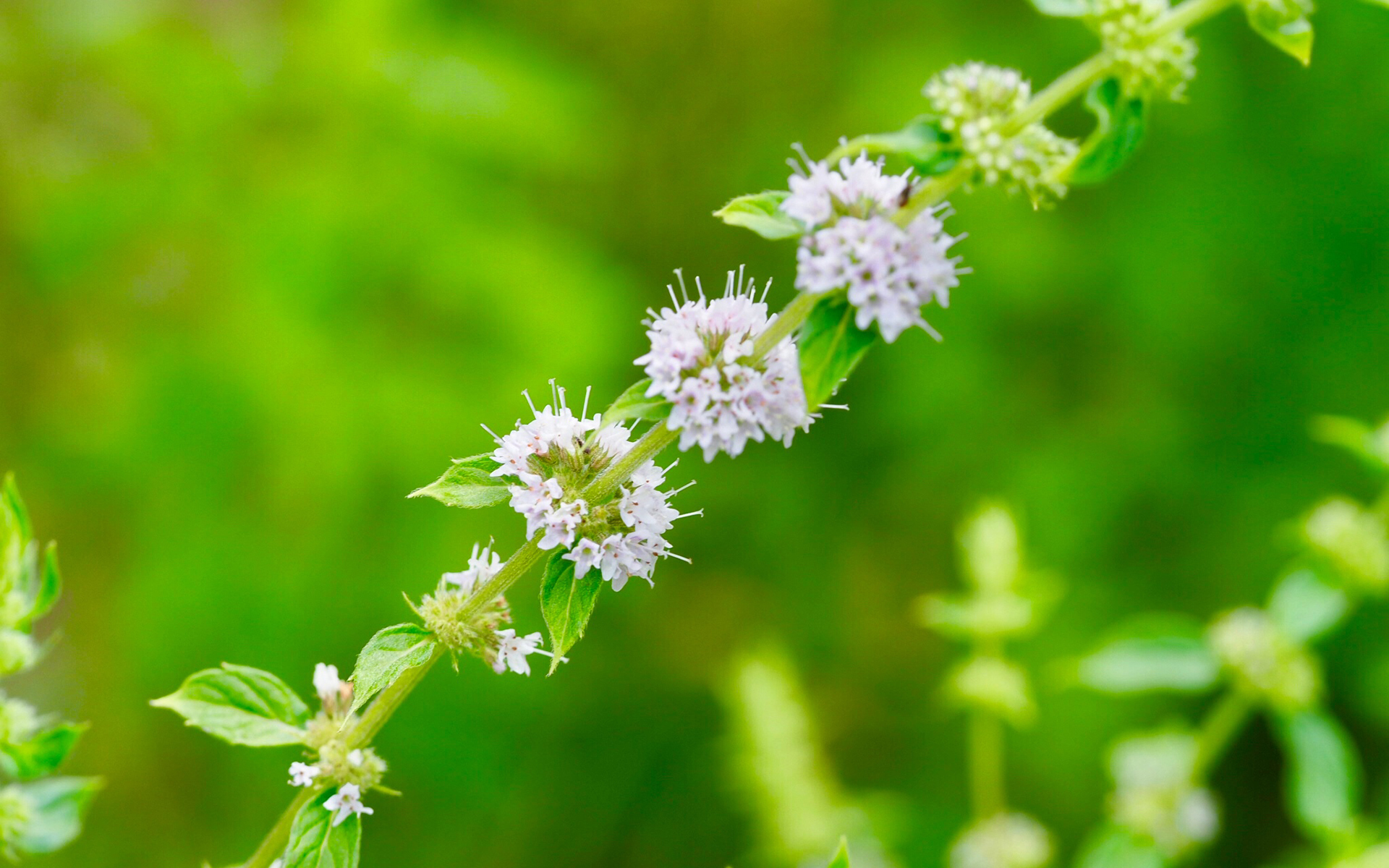 护眼壁纸  绿色 护眼 花卉  薄荷