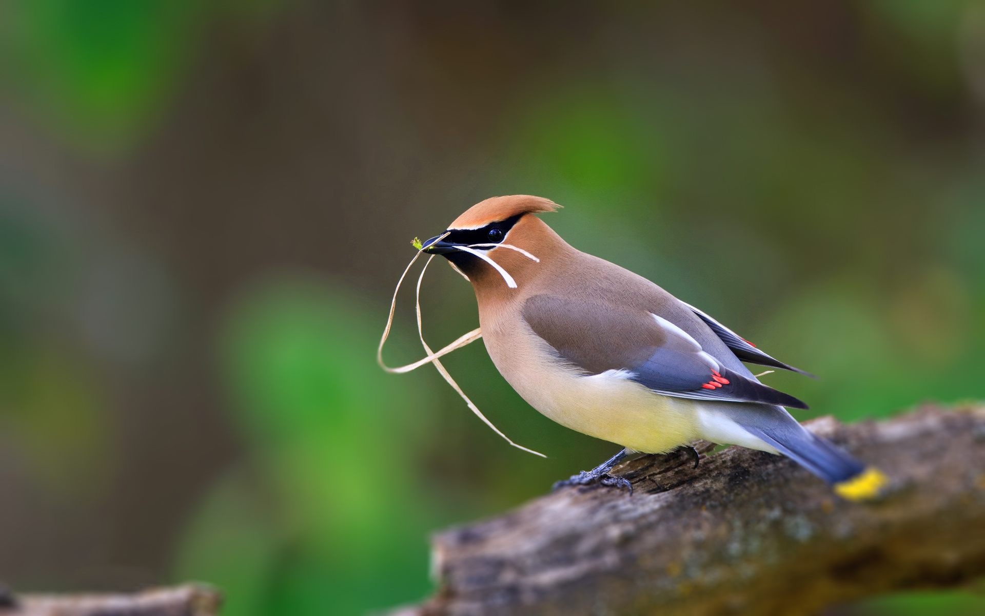 萌宠 山雀 呆萌