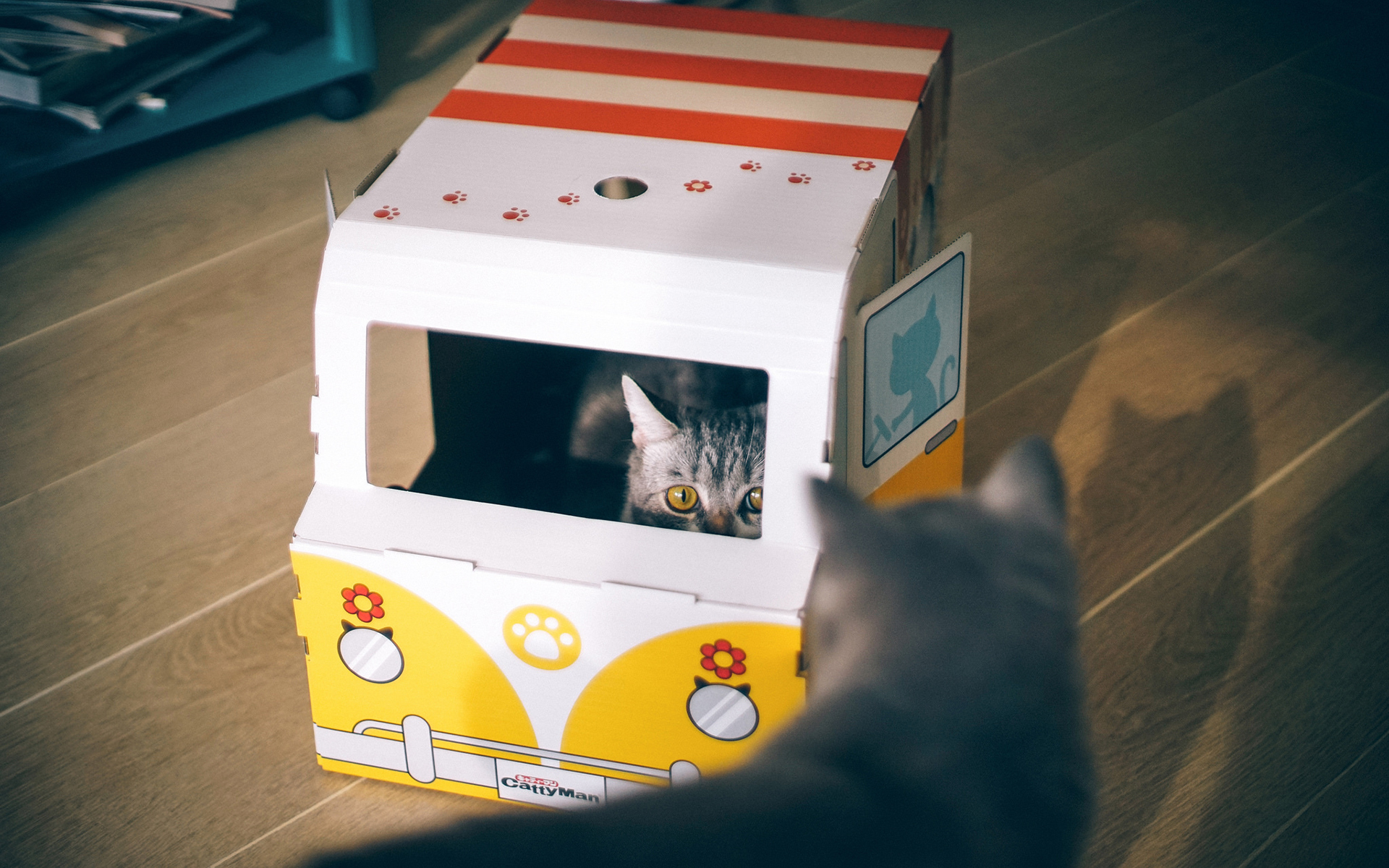 萌宠 动物 喵星人 猫