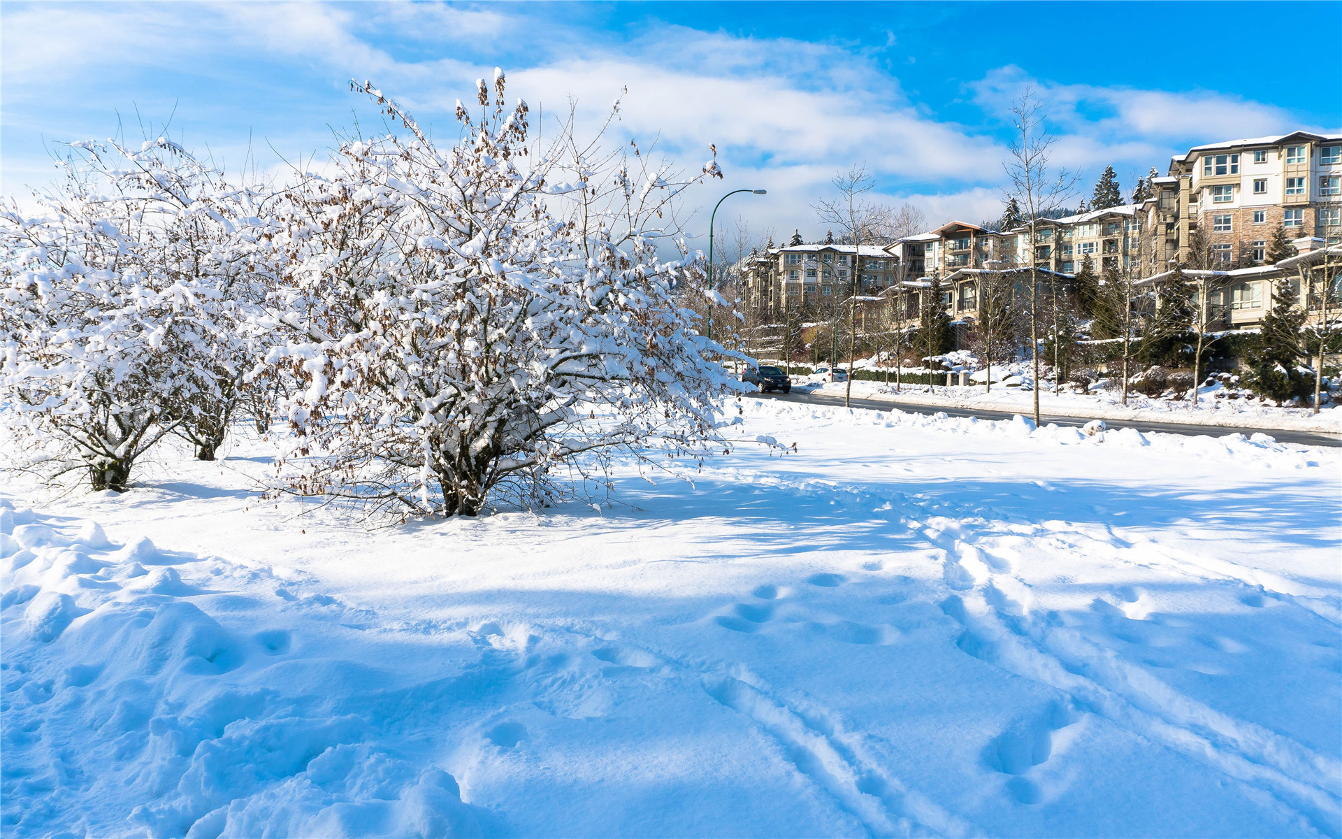 冰天雪地  冬季  唯美  雪景  日本雪景