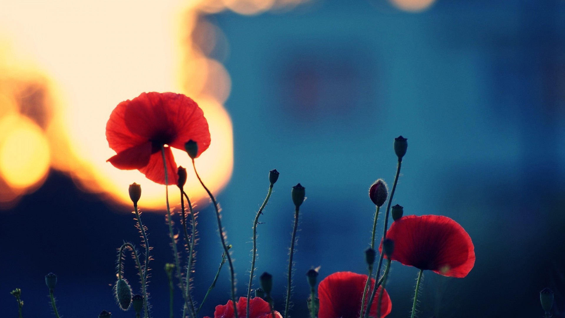 娇艳欲滴 灯光下的虞美人