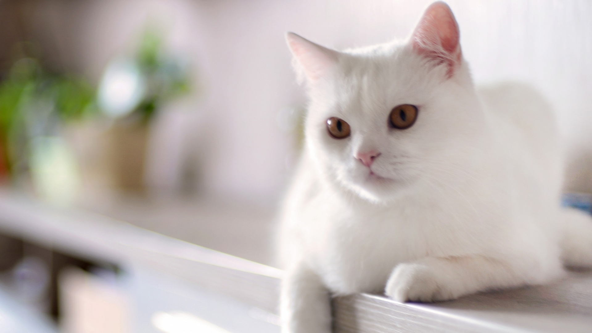 动物 萌宠 猫 喵星人