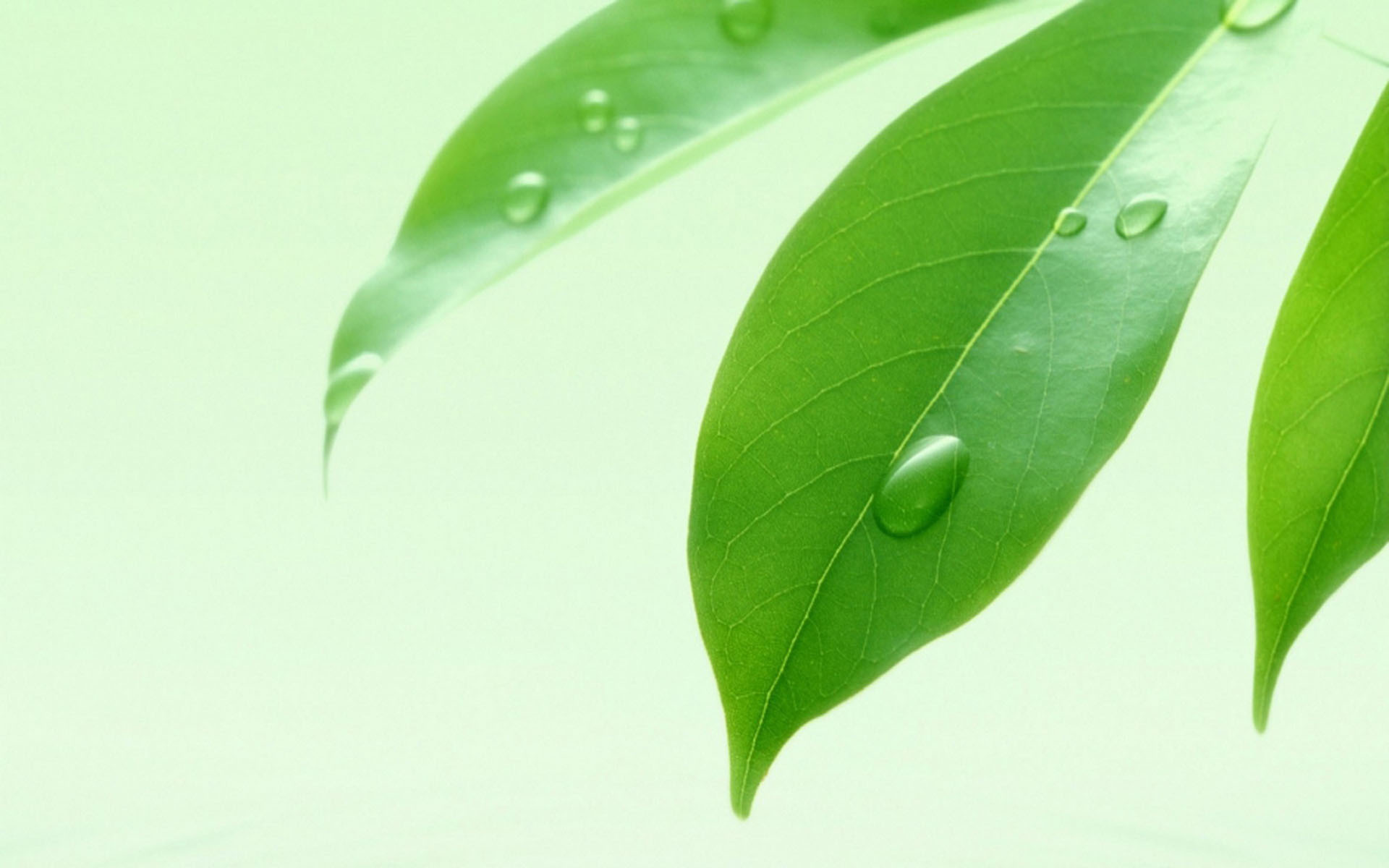 小清新 护眼壁纸