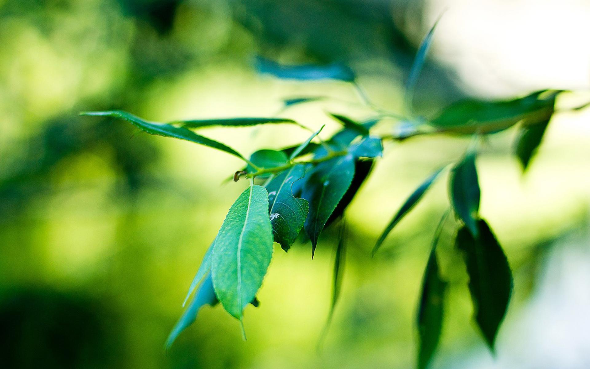 护眼壁纸 树叶 绿色植物