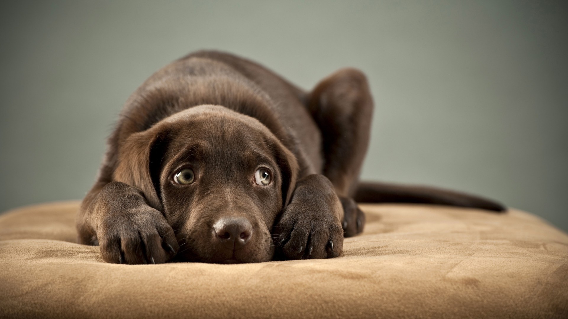 汪星人  拉布拉多猎犬