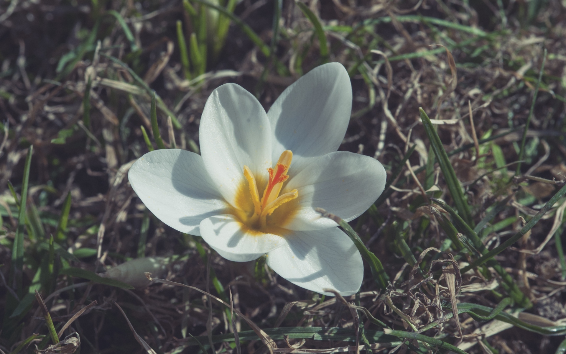 舒缓压力  纯洁无瑕  白色花卉