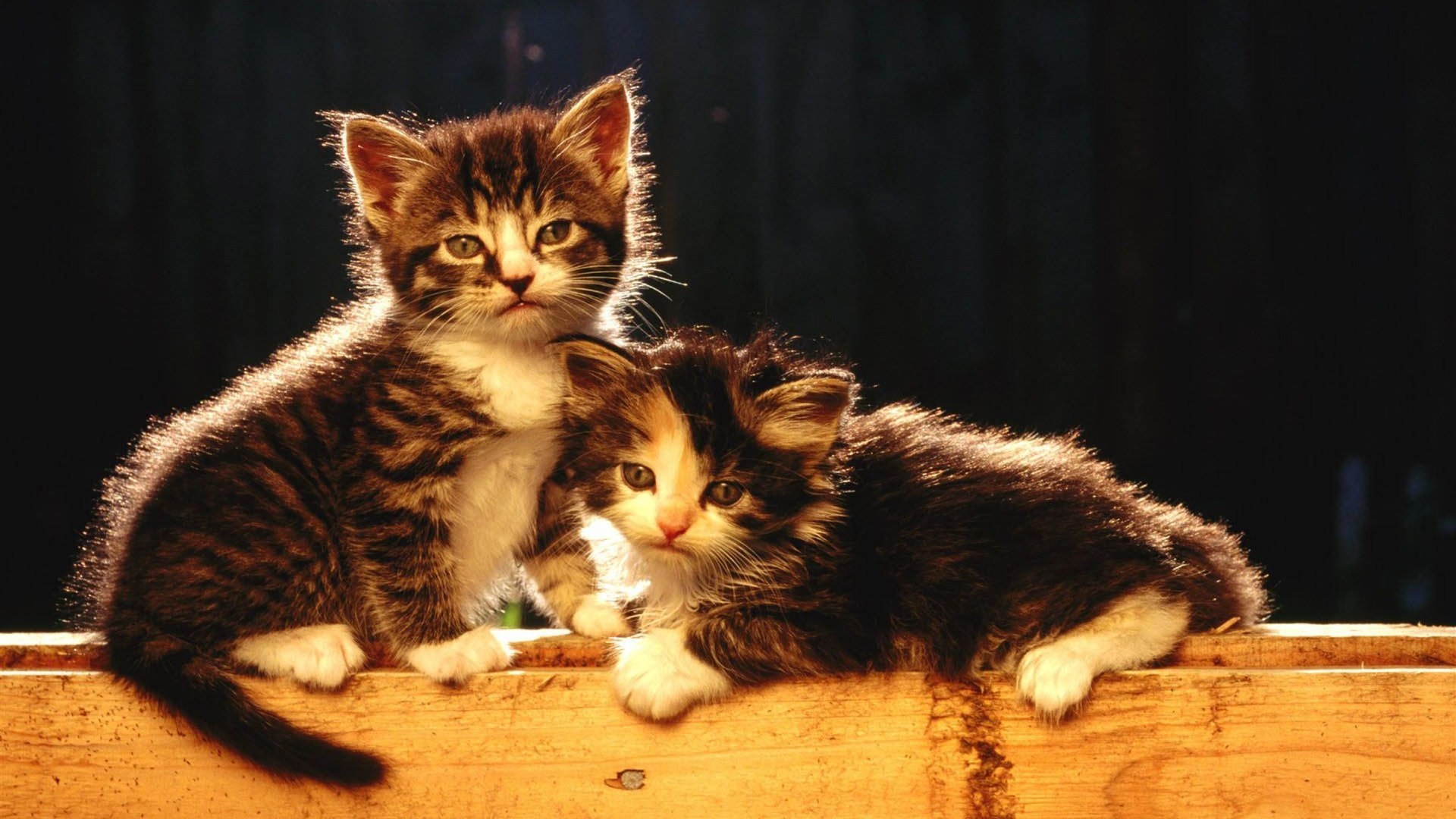 萌宠 猫咪 喵星人 可爱 宽屏