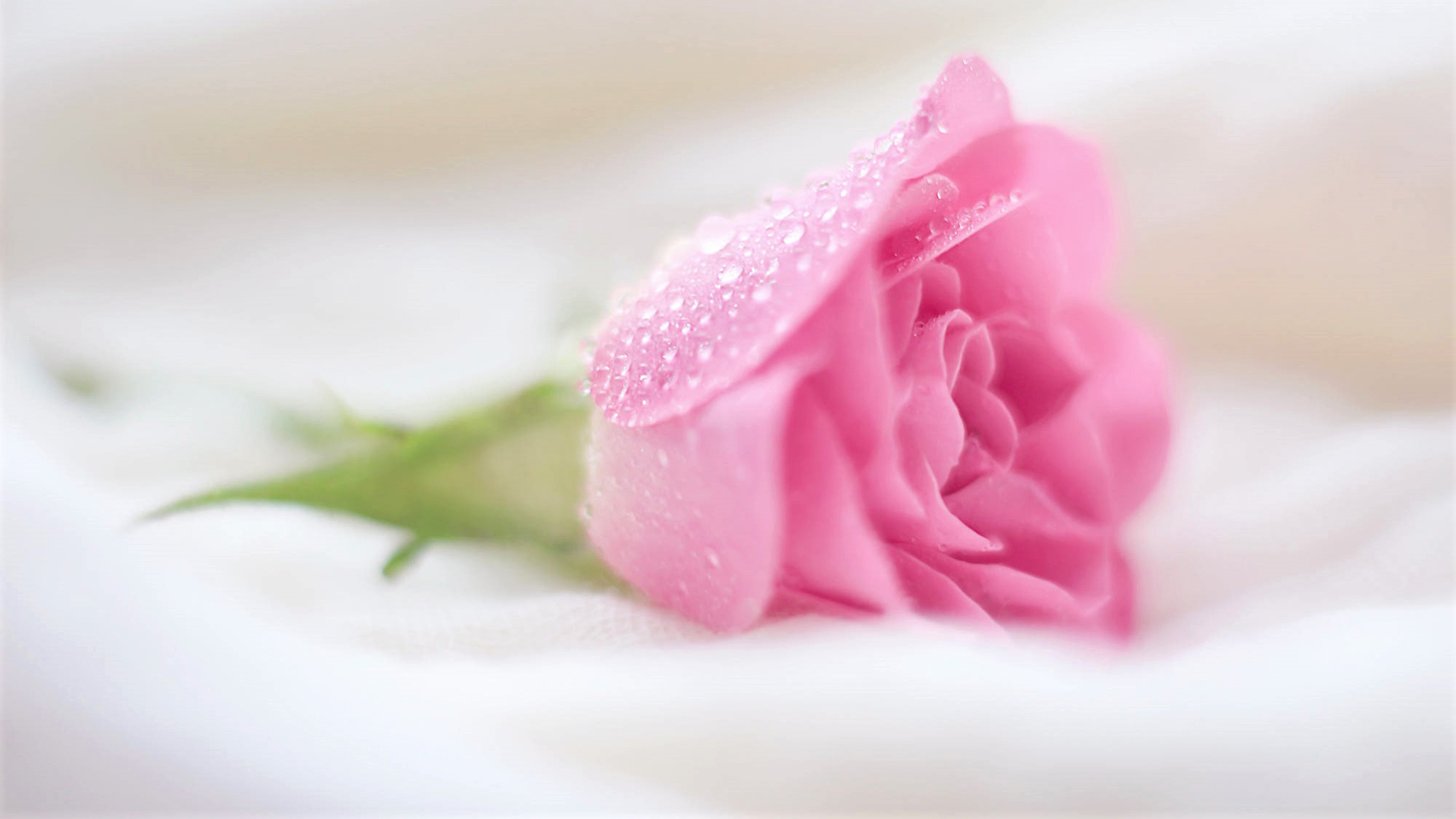 小清新 清新淡雅