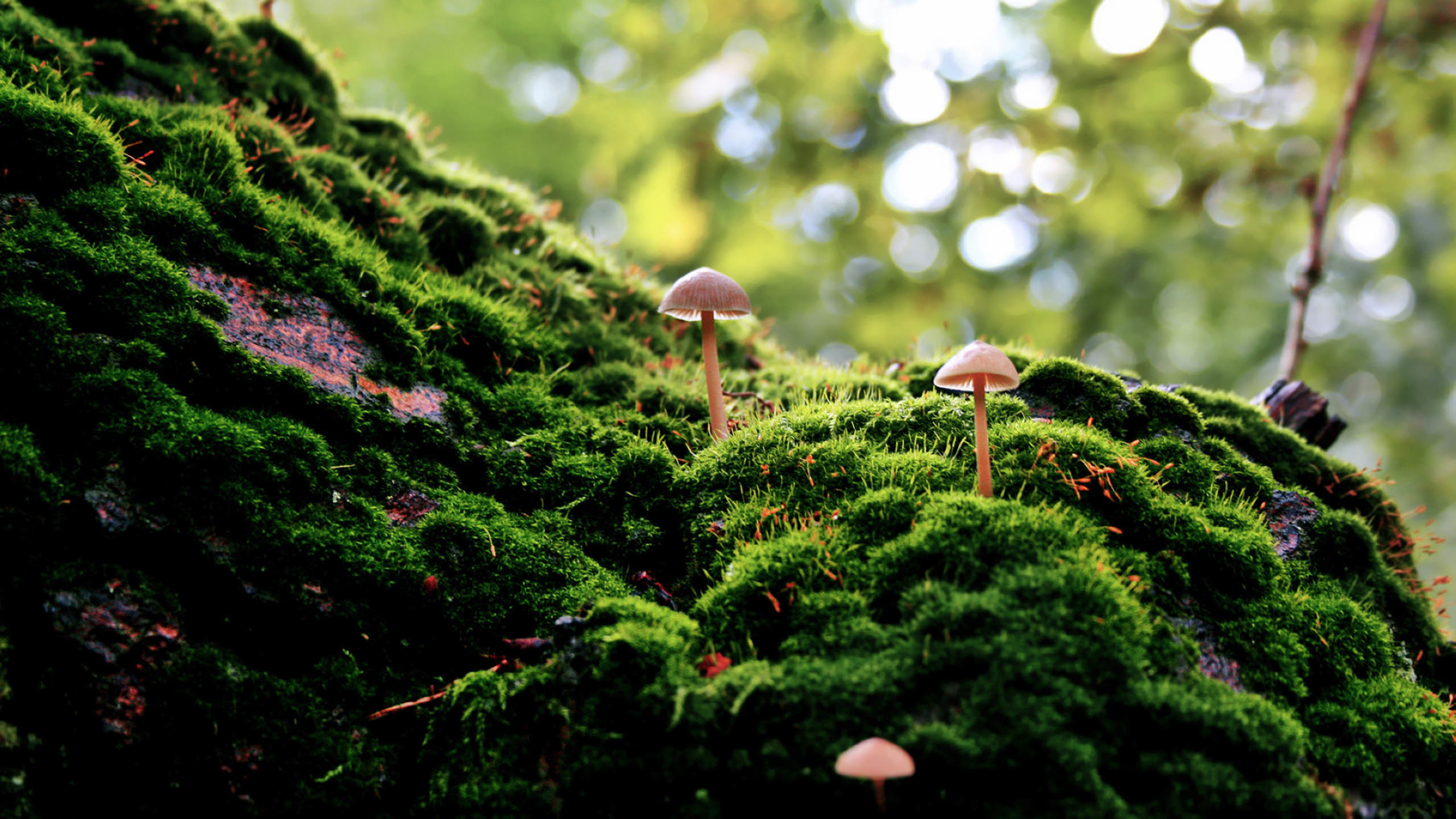 绿色植被 蘑菇 护眼壁纸