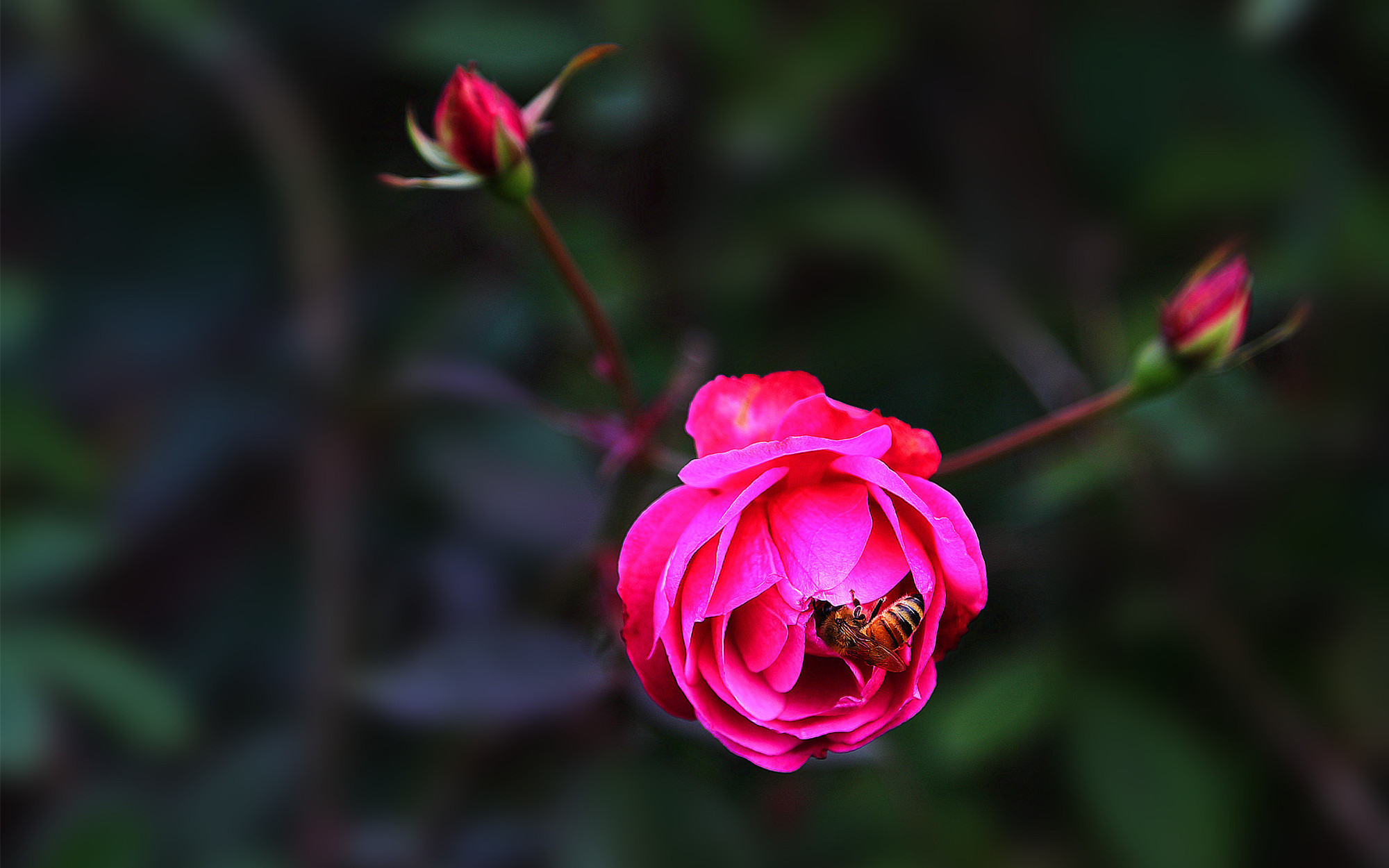 娇艳欲滴 月季 蜜蜂