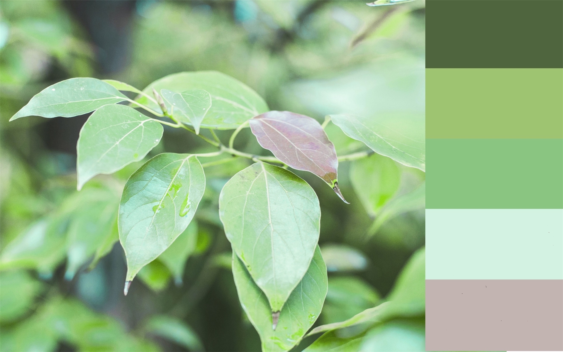 护眼壁纸 绿色植物