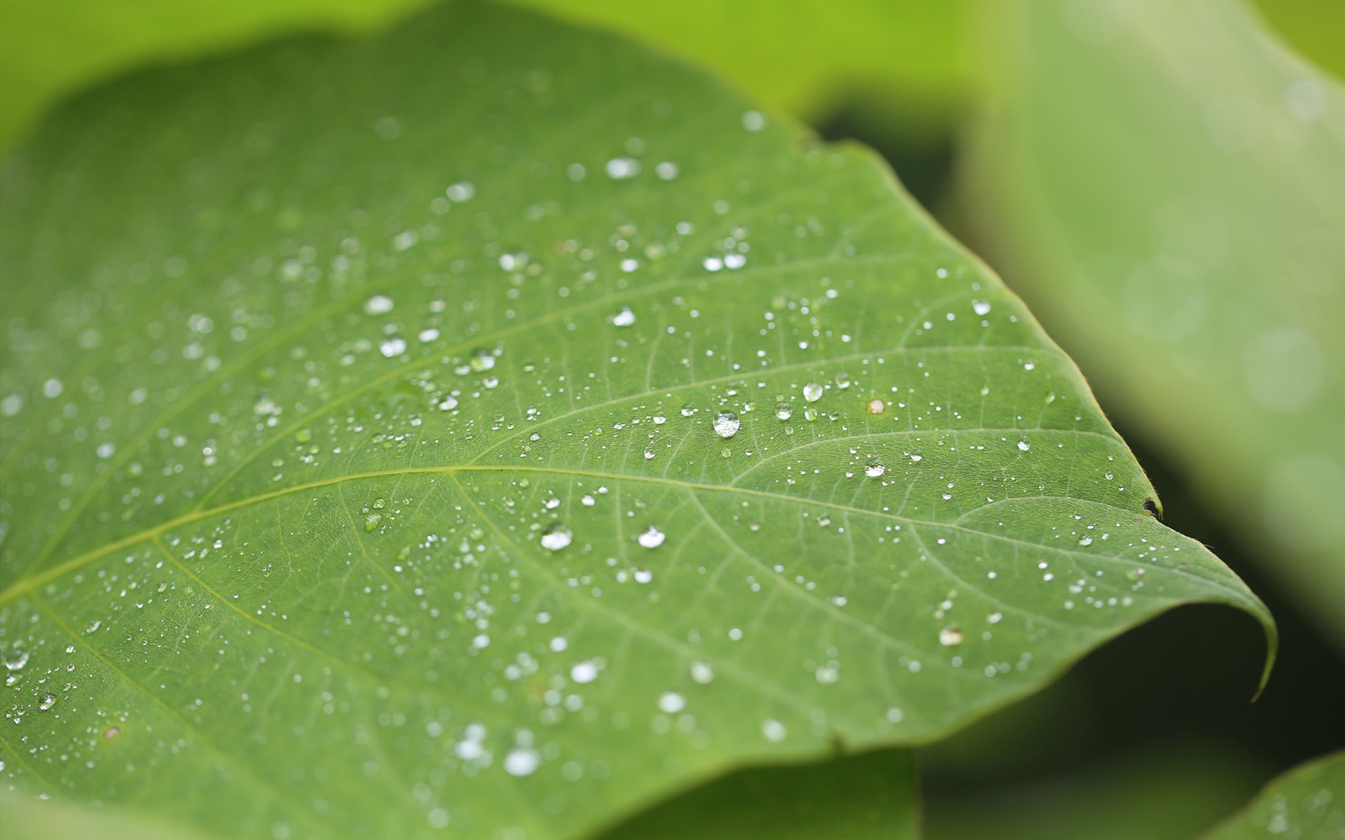 护眼壁纸  绿色 护眼  树叶