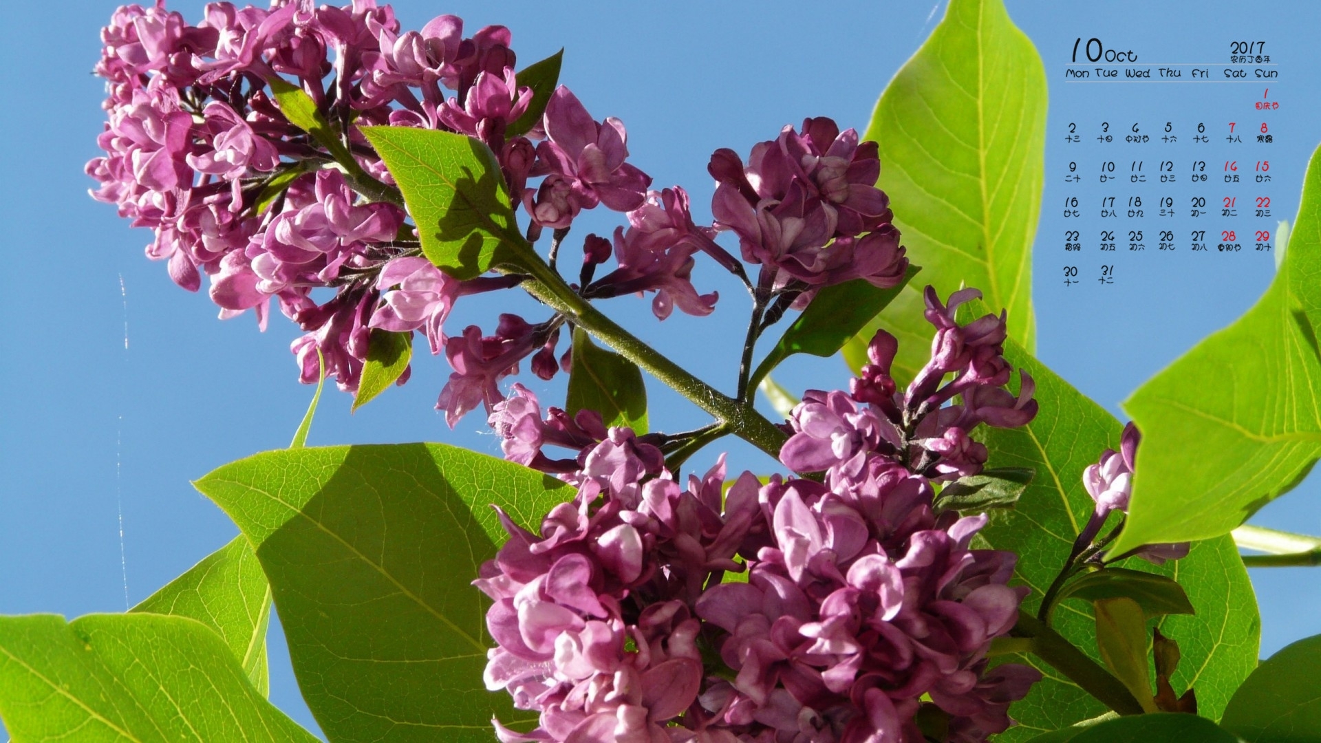 日历 2017年10月 丁香花