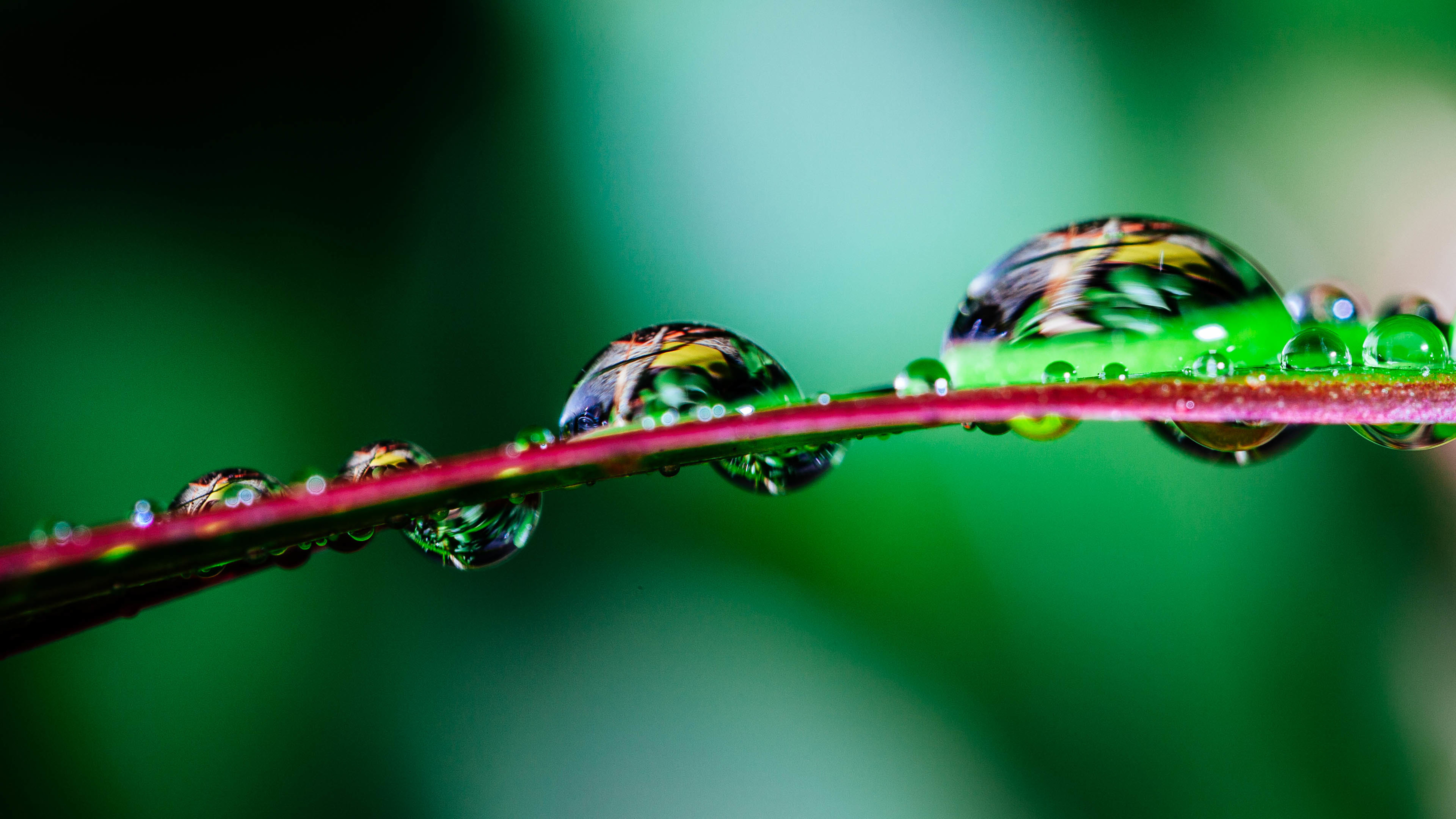 水滴 水珠 露珠