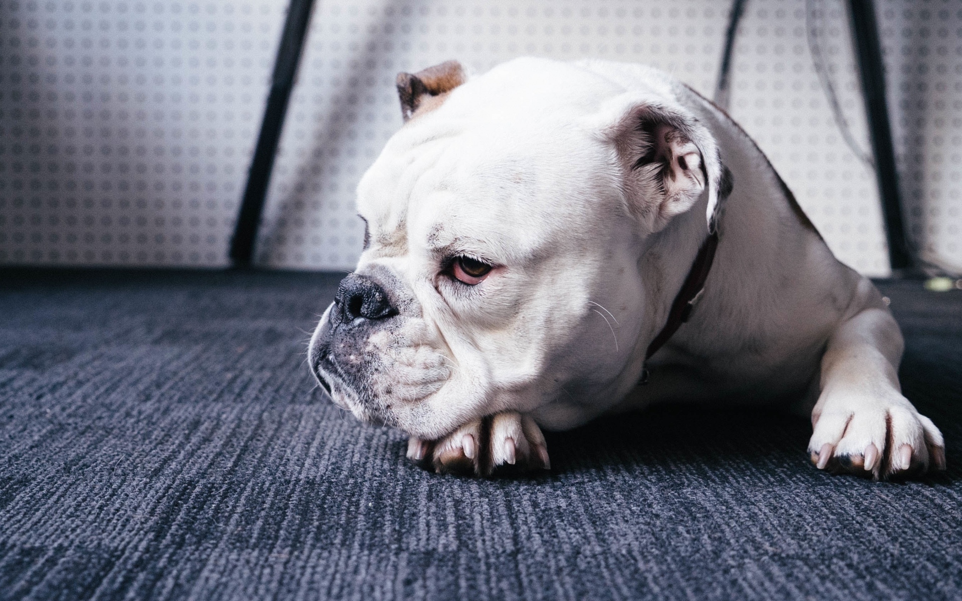萌宠 动物 狗 汪星人 斗牛犬