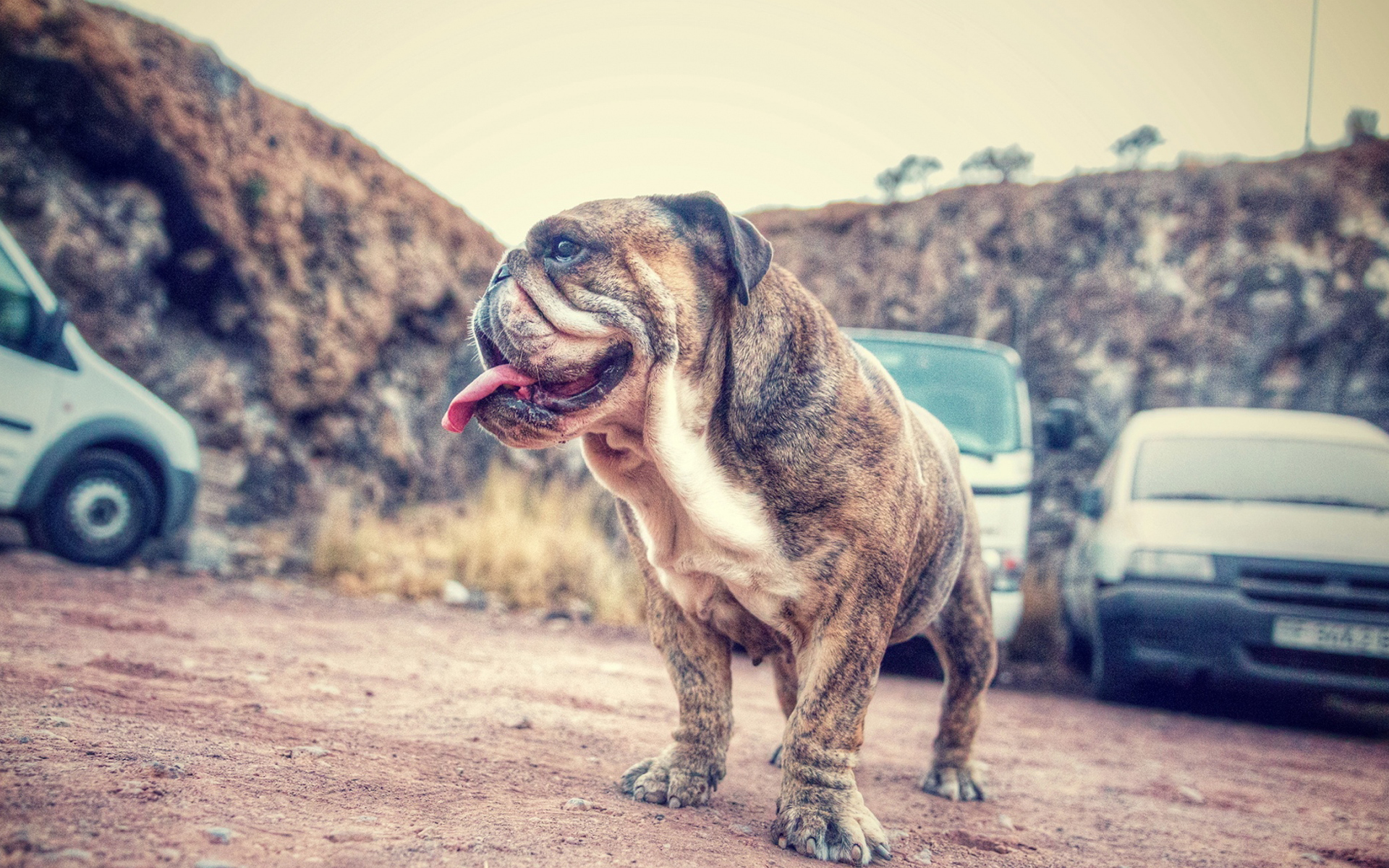 萌宠 动物 汪星人 狗