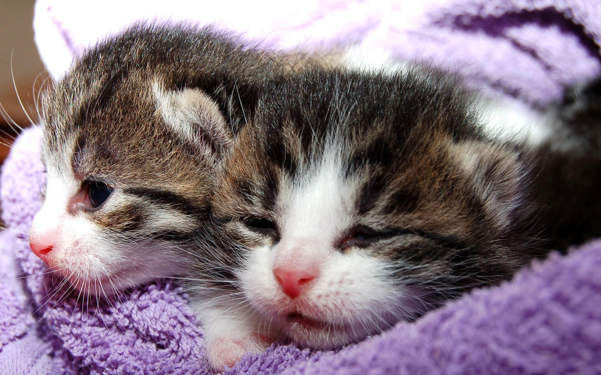 动物 萌物 喵咪 2只喵咪