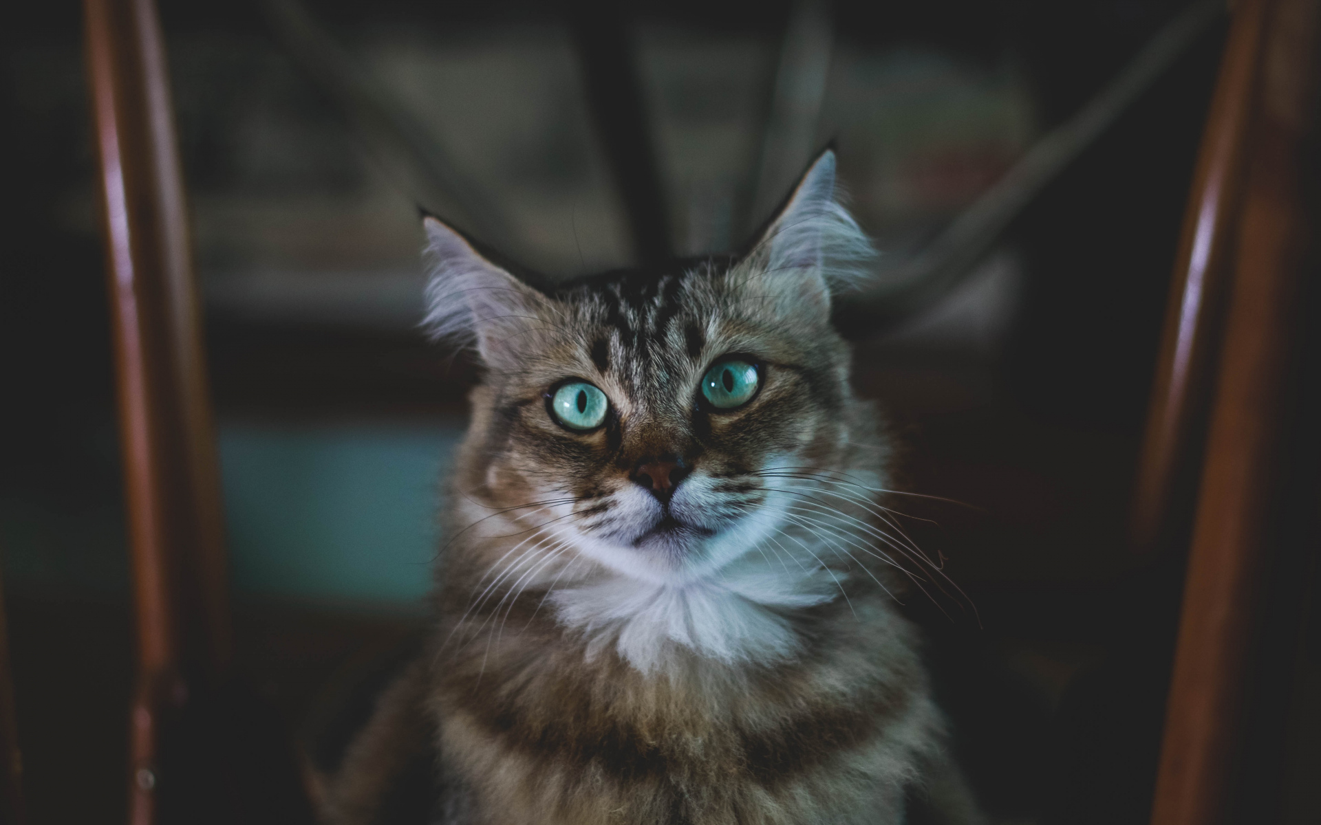 萌宠 动物 喵星人 猫